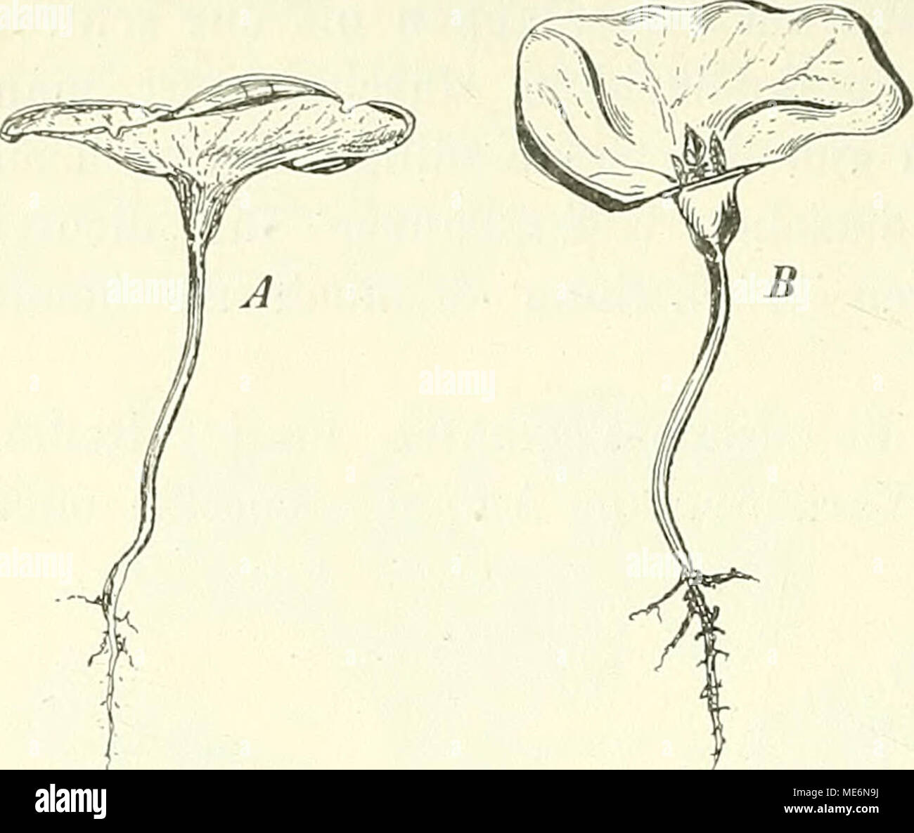 . Die mutationstheorie. Versuche und beobachtungen über die entstehung von arten im pflanzenreich . Fig. 56. Raphanus Raphanistrum. Ein teller- förmig erweiterter Cotylbecher, A von der Seite, B derselbe schief von oben gesehen und die Plumula zeigend. Stock Photo