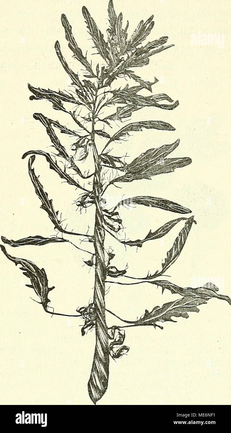 . Die mutationstheorie. Versuche und beobachtungen über die entstehung von arten im pflanzenreich . Fig. 38. Dracocephalum moldavicum. Zwangs- drehung eines Hauptstammes als Ergebniss eines vierjährigen Zuchtversuches. (Vergl. unten, Fig. 46, S. 244.) Stock Photo