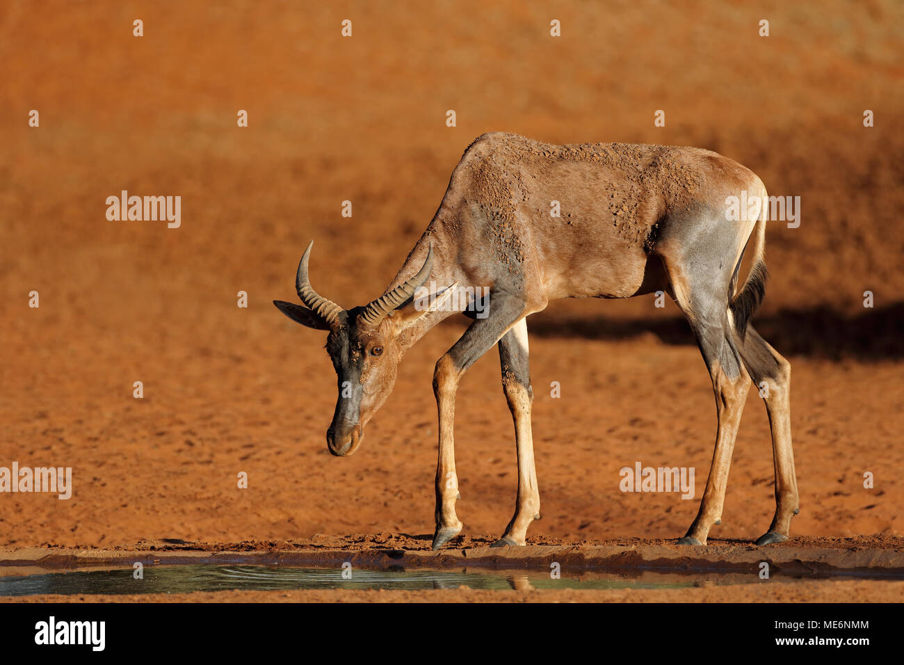 Rare tsessebe antelope (Damaliscus lunatus) at a waterhole, South