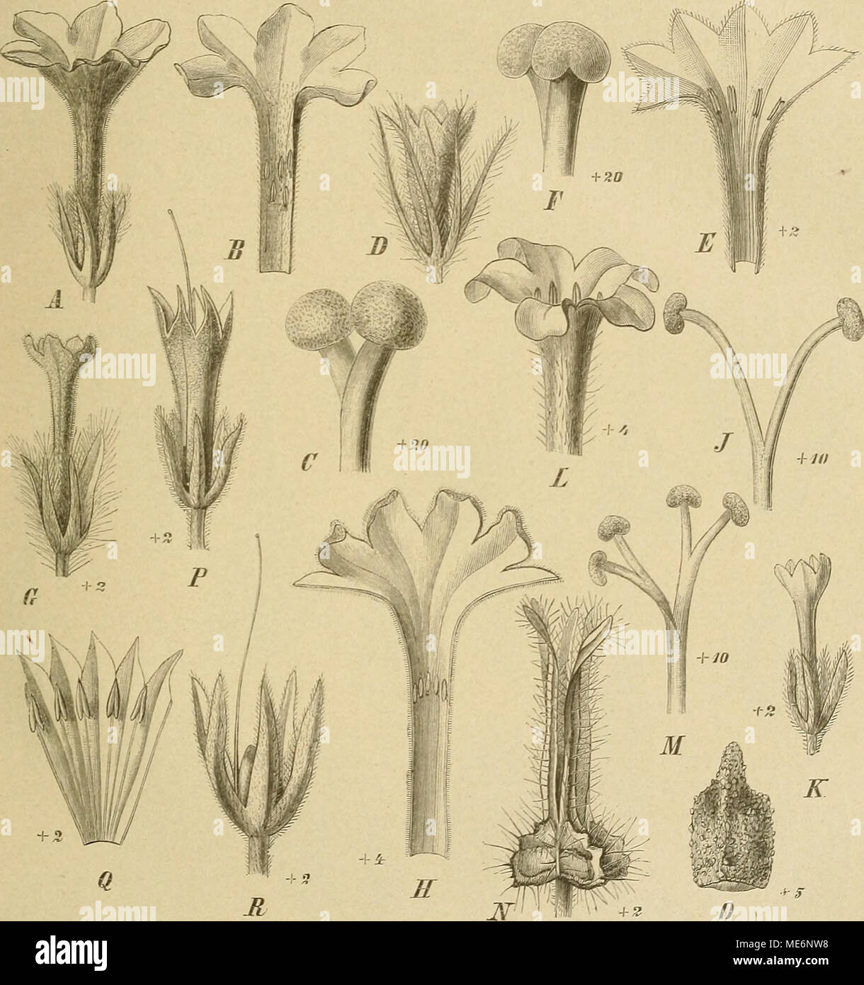 . Die Natürlichen Pflanzenfamilien : nebst ihren Gattungen und wichtigeren Arten, insbesondere den Nutzpflanzen . Fig. 5C. A, B Macrotomia echioides (L.) Boiss. A Bl. von außen ; B Bl. aufgeschaitten. — 0 31. cephalotes DC, oberer Teil des Gr. — D—F M. Benthami (Wall.) DC. D Bl. von außen; E BI. aufgeschnitten; F oberer Teil des ör. — 6—J Arnebia •hispidissima (Spreng.) DC. 0 Bl. von außen; E Bl. aufgeschnitten; J oberer Teil des Gr. — E—0 A. decumbens (Yeat.) Coss. et Kral. K Bl. von außen; L oberer Teil der Blkr. von außen; M oberer Teil des Gr.; X Kelch zur Frnchtzeit; 0 Klause. — PB Onosm Stock Photo