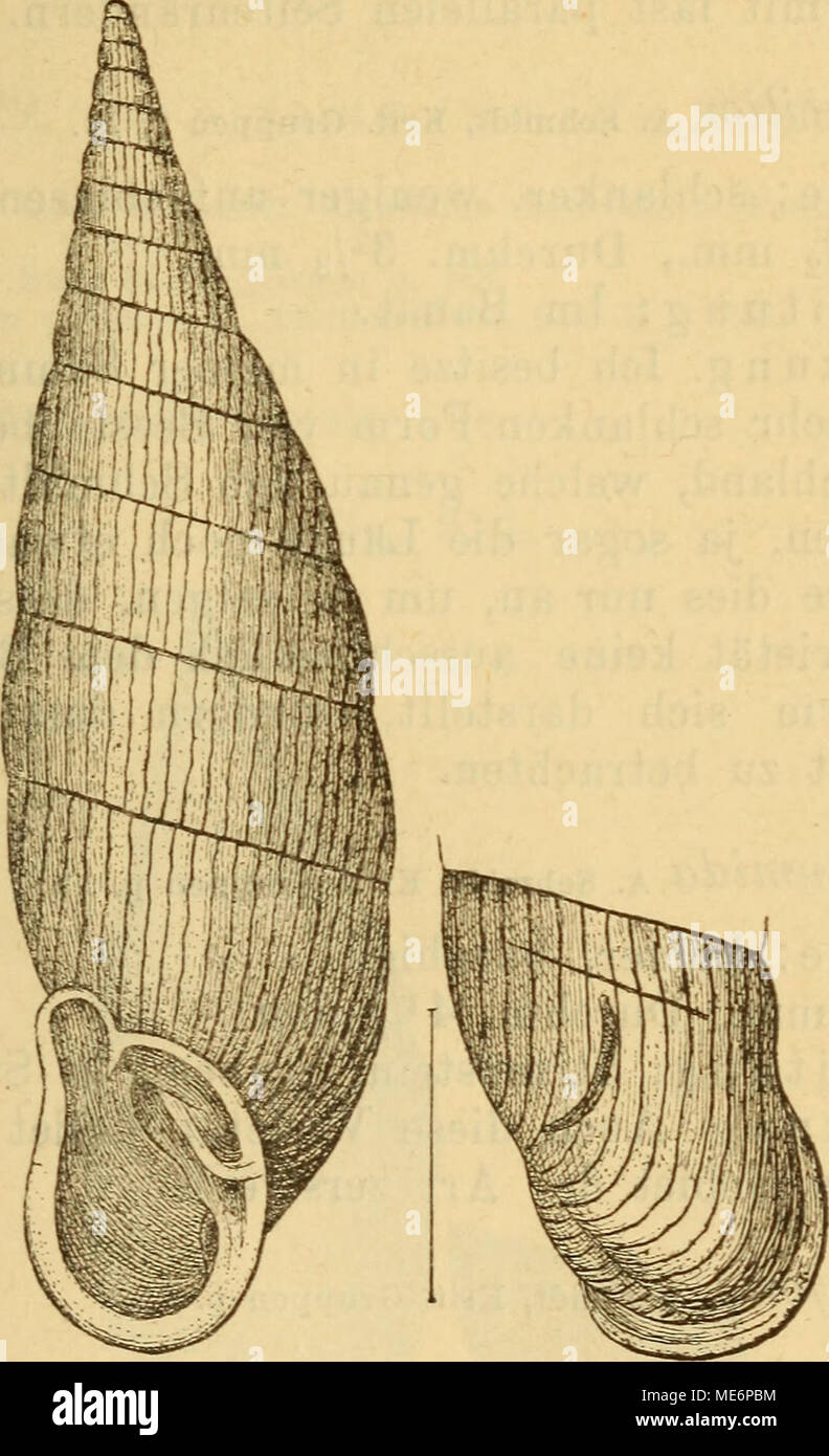 . Die Mollusken-Fauna Mitteleuropa's . P. ventricosa. Bemerkung. Die Art hält ihre sie auszeichnenden Charaktere sehr konstant fest, und ihre Variationen® be- schränken sich nur auf die Form und die Grösse des Ge- häuses. Von der ihr nahestehenden engeren Untergruppe der P. plicatula zeichnet sie ausser dem stets glatten Inter- lamellare insbesondere die wenn auch schwach, doch deut- lich gekielte Basis des Nackens aus, während bei der erste- ren die Anschwellung desselben so stark ist, dass darüber Clessin, Fauna II. 30 Stock Photo