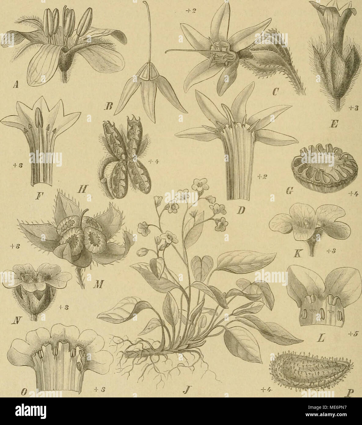 . Die NatÃ¼rlichen Pflanzenfamilien : nebst ihren Gattungen und wichtigeren Arten, insbesondere den Nutzpflanzen . Fig. 41. A, B Brachijhotrjis paridiformis Maxiin. A Bl.; Â£ Frkn. und Gr. mit zurÃ¼cligesclilageneni Kelch. â C, D Caccinia crussifÃ¼lia (Vent.) 0.&quot; Ktzn. 6'Bl. von auÃen; D Bl. anfgosclinitten. â EâG Heliocarya monandra Bunge. Â£â Bl. von auÃen; /&lt;'Bl. aufgeschnitten; 0 Klause. â II Pcctocanja linearis DC. Fr. â JâL Ompha- lodes verna MÃ¶nch. J ganze Pfl.; A' Bl.; Z 2 Zipfel der Bl. von innen gesehen. â M 0. Unifolia (L.) Munch, Fr. mit Kelch. â NâP Cynoglossum officinalc Stock Photo