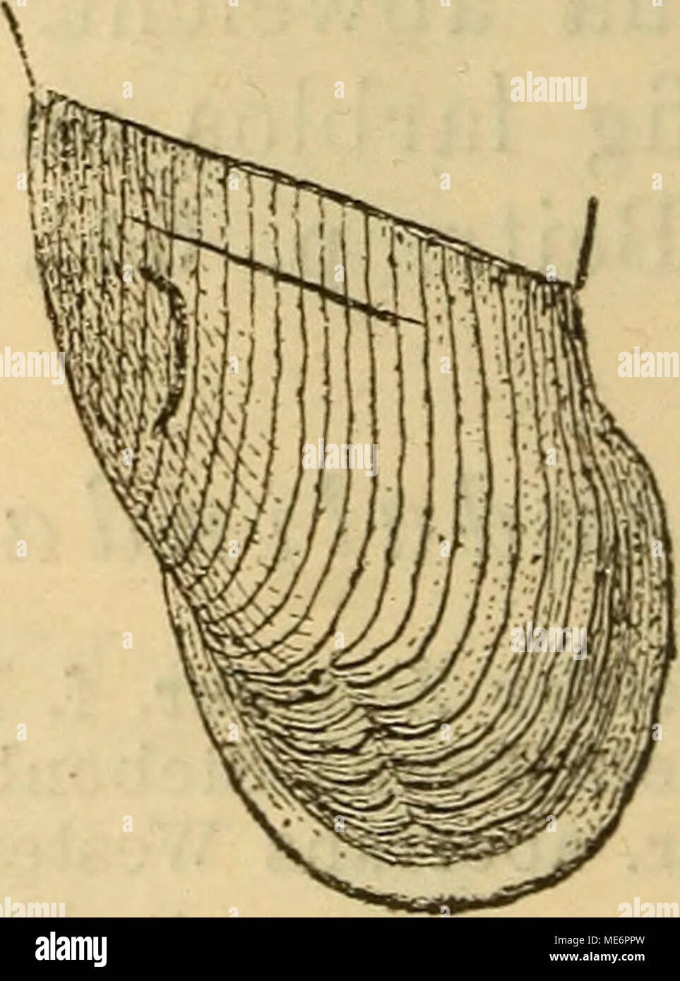 3 6 Mm High Resolution Stock Photography And Images Alamy