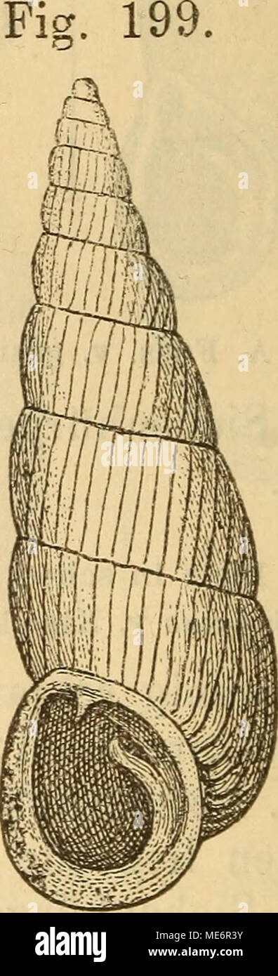 . Die Mollusken-Fauna Mitteleuropa's . AI. Fuss. v. insignis. Lge. 16,5—22,5 mm., Durchm. 4,5—5 mm. Verbreitung: Siebenbürgen, am Königstein, aus der Krepatura. 11. Alopia straminicollis Charpentier. Clausula straminicollis Charp. Petit, Journ. de Conch. 1852. III p. 364 t. 11 f. 1. — — Bielz Fauna Siebenb. p. 112. — — Rossmässler Icon. f. 957. Thier: dunkel schwarzgrau. Gehäuse: links- und rechtsgewundenJ([spindelförmig, ziemlich bauchig, mit schlank ausgezogener Spitze, dunkel- Stock Photo