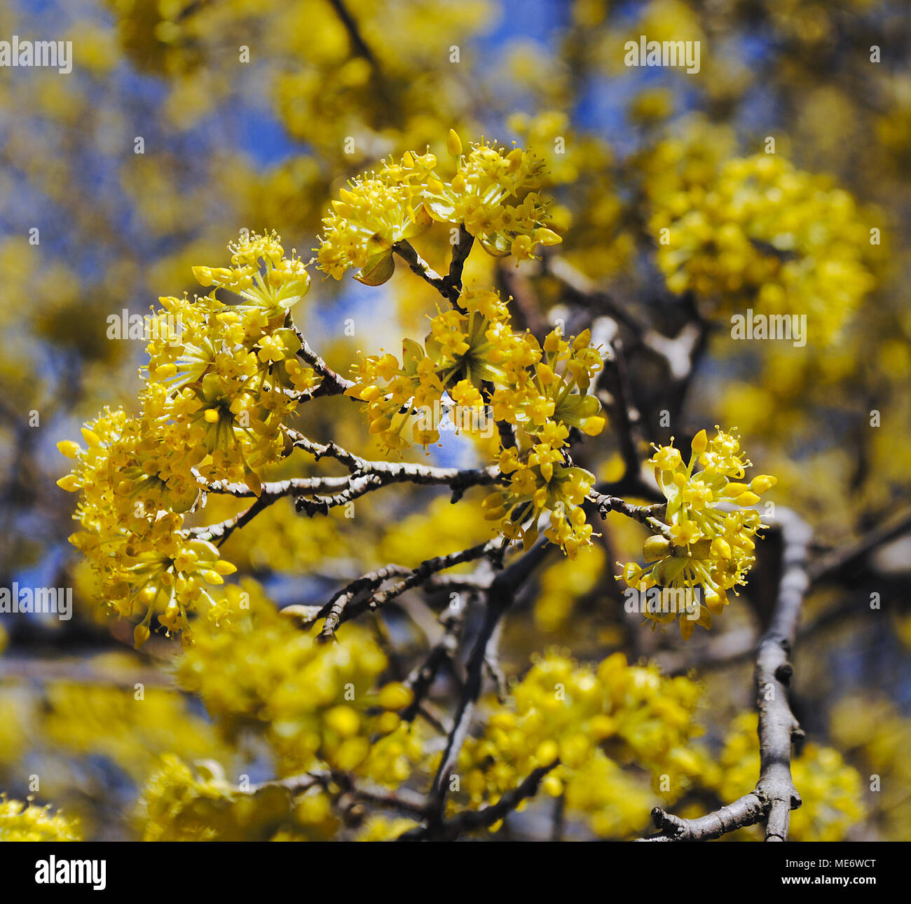 Contarst High Resolution Stock Photography and Images - Alamy
