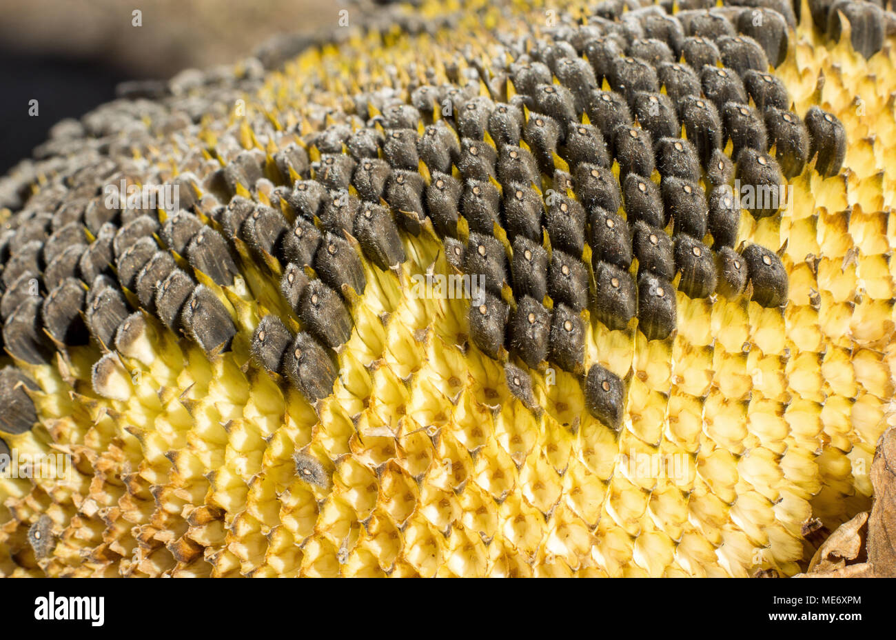 Macro black unpeeled sunflower seeds hi-res stock photography and ...