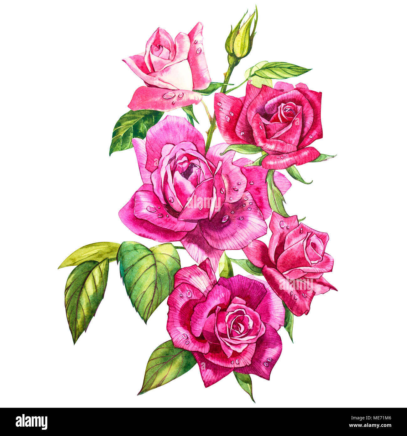 Set watercolor elements of roses. Collection garden pink flowers ...