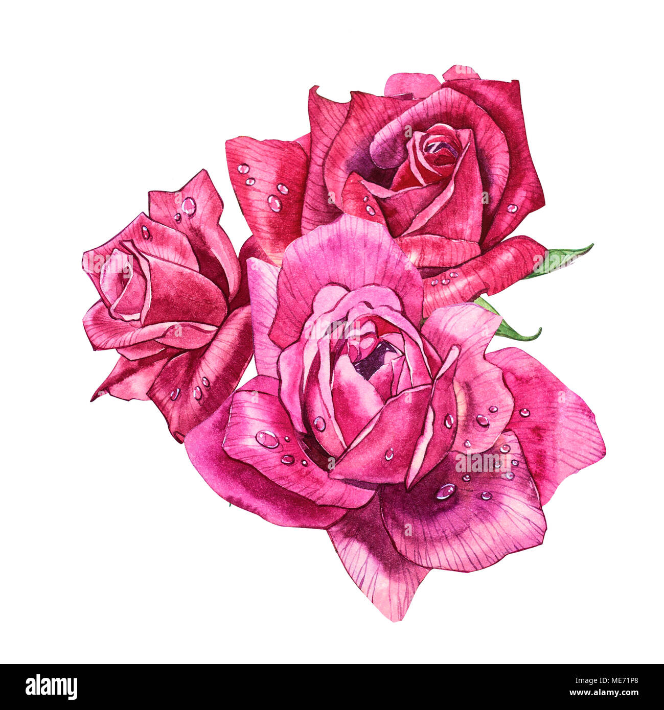 Set watercolor elements of roses. Collection garden pink flowers ...