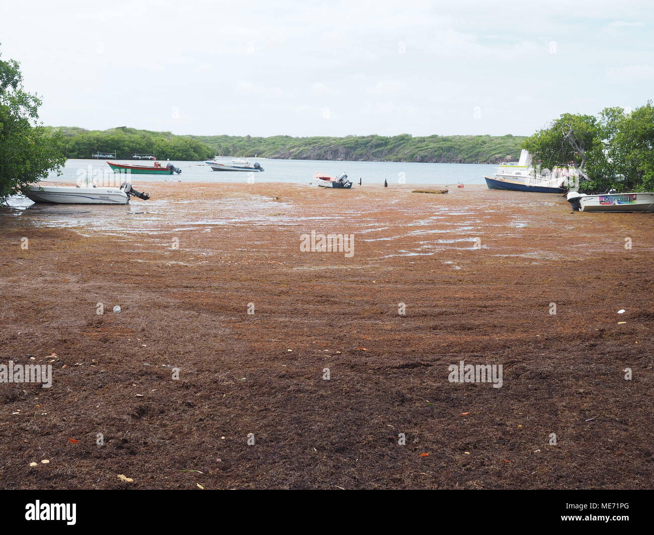 every year Sargassum algae arrive from Brazil. Algae invade the beaches of Martinique and