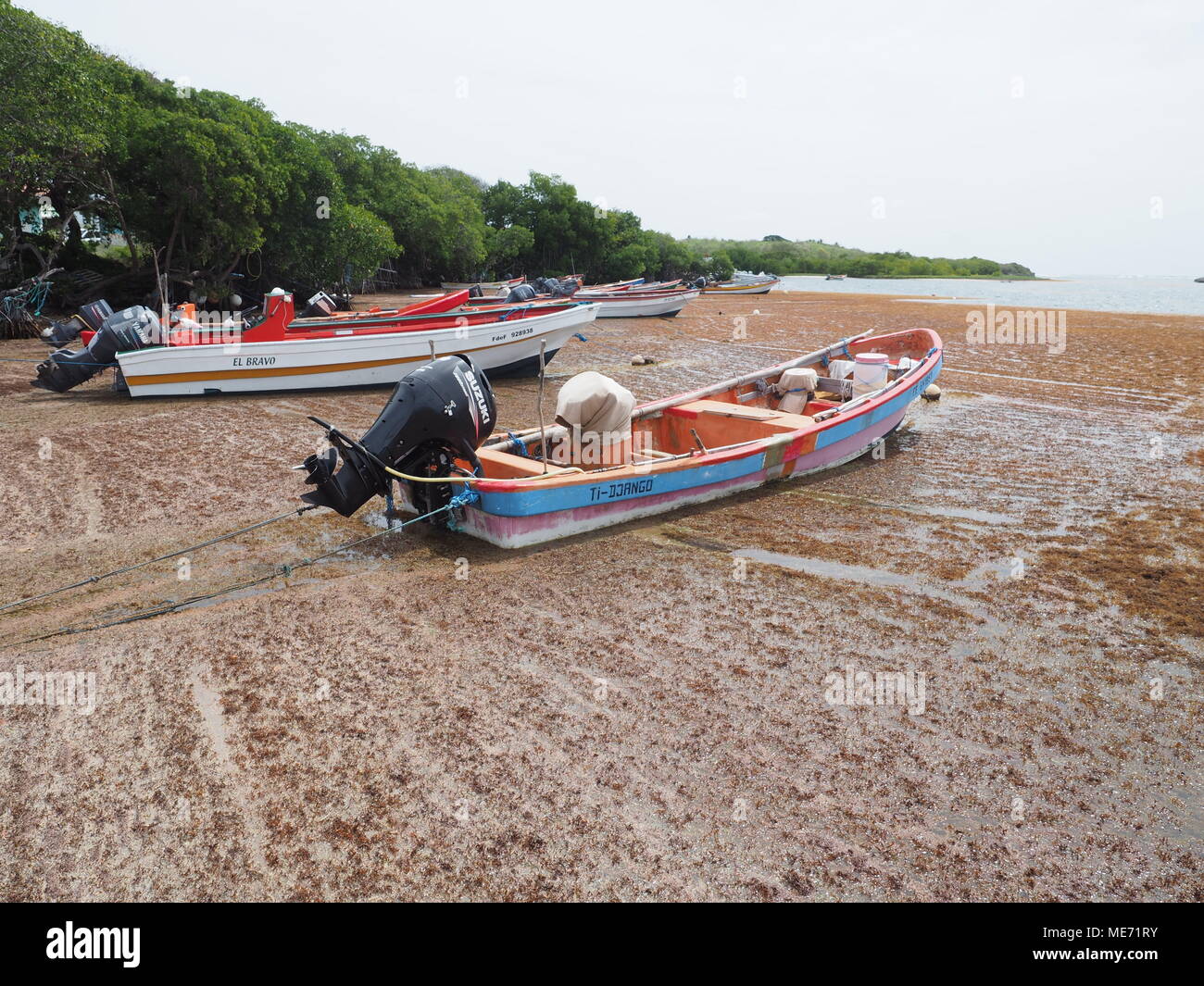 every year Sargassum algae arrive from Brazil. Algae invade the beaches of Martinique and