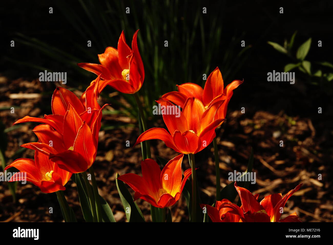Rote Tulpen im Garten Stock Photo