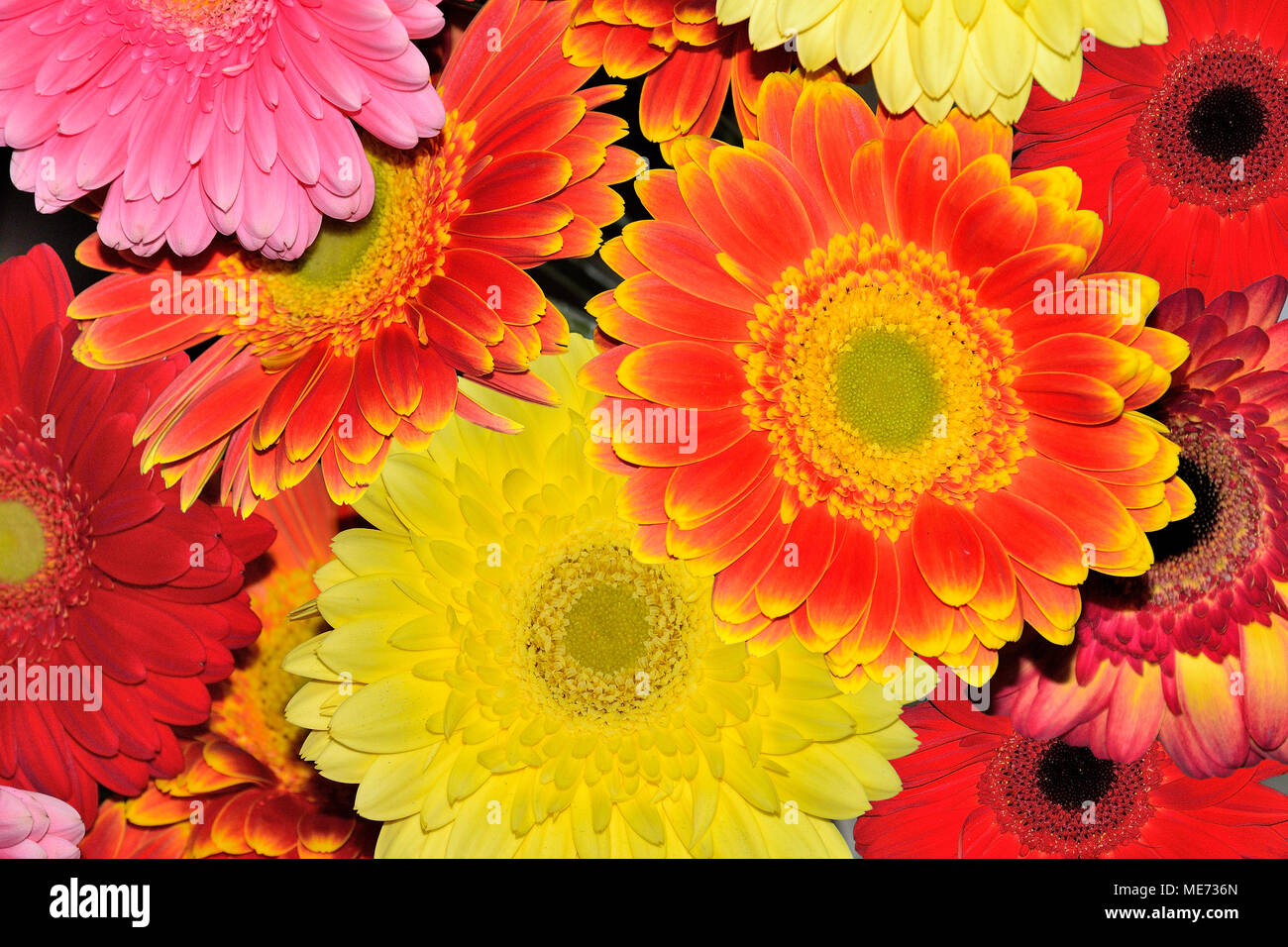 Beautiful floral background of different colorful gerberas close up. Concept of festive bright and joyful design for any holiday or event Stock Photo