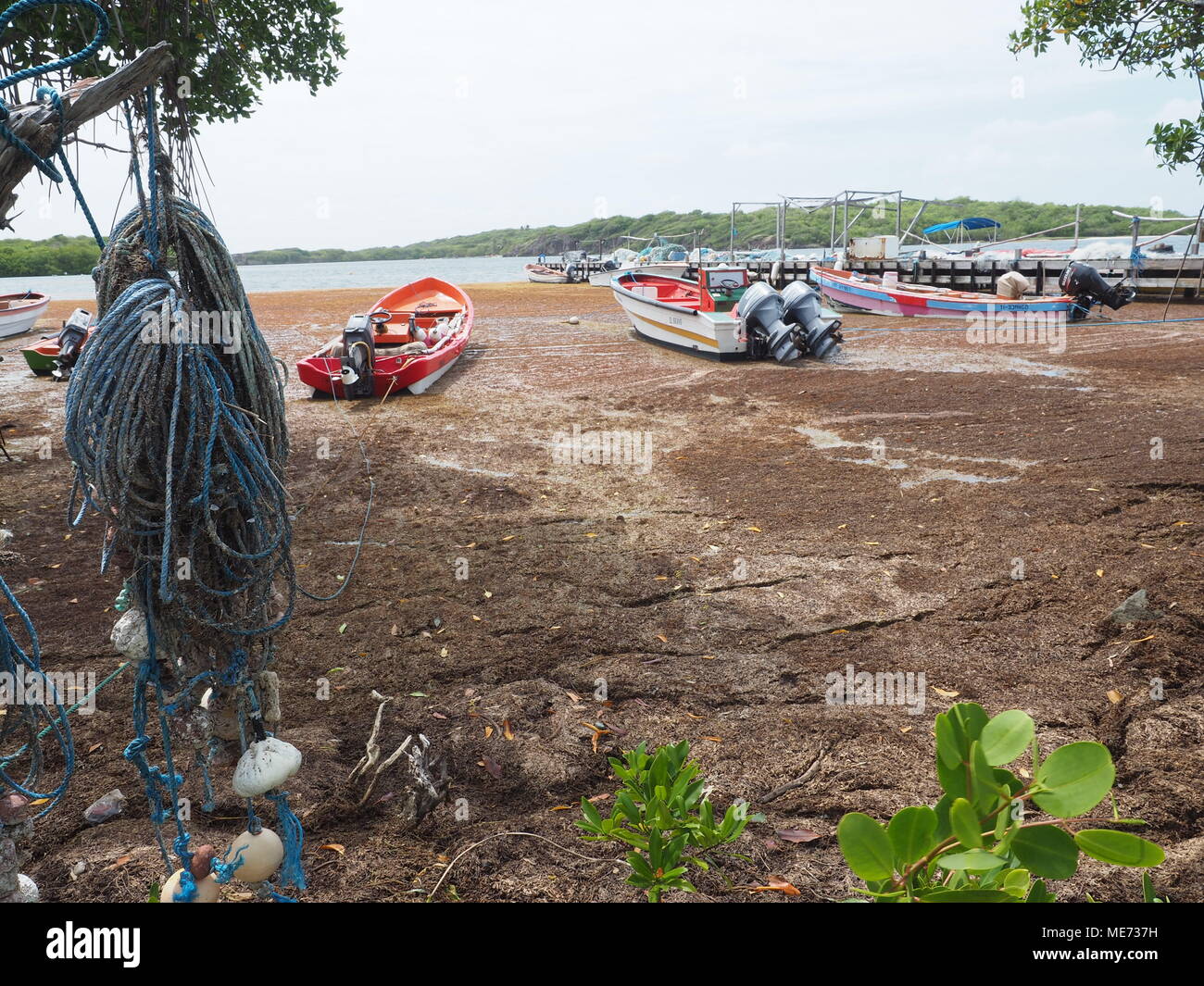 every year Sargassum algae arrive from Brazil. Algae invade the beaches of Martinique and