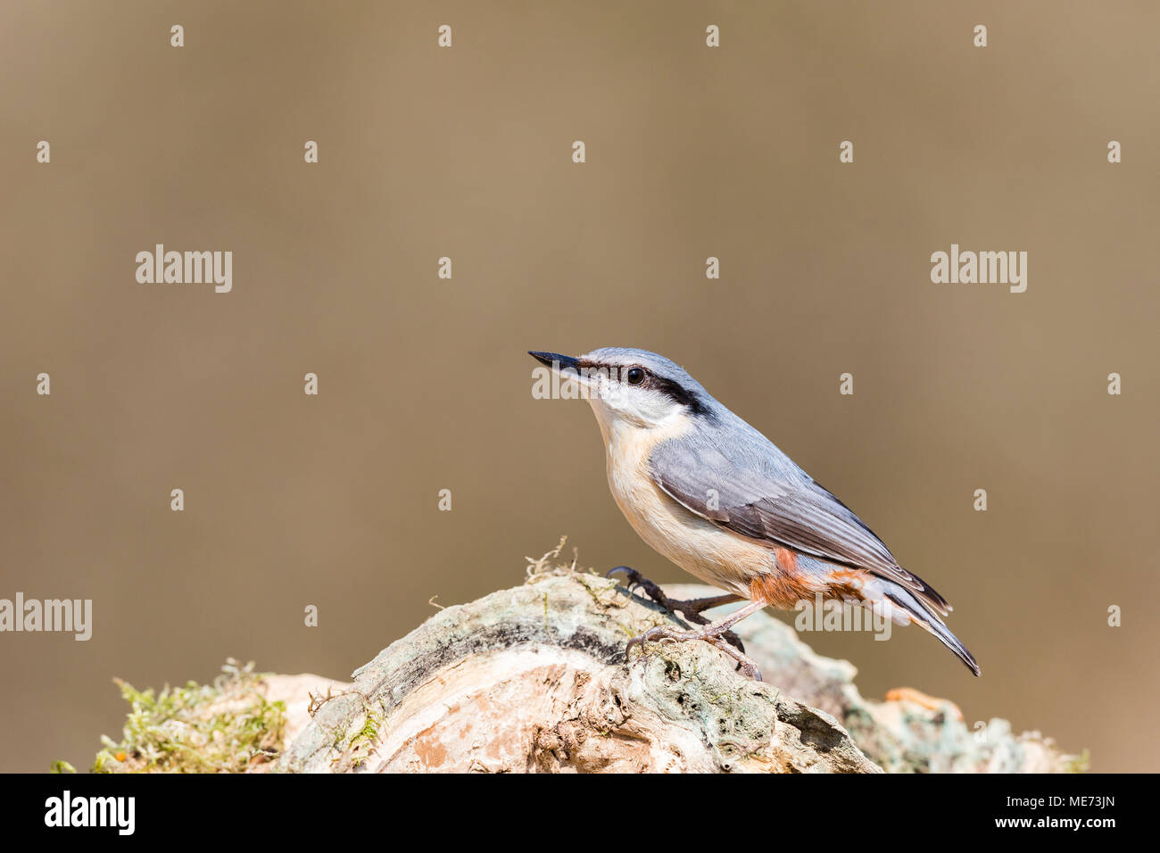European nuthatch foraging in mid Wales woodlands Stock Photo