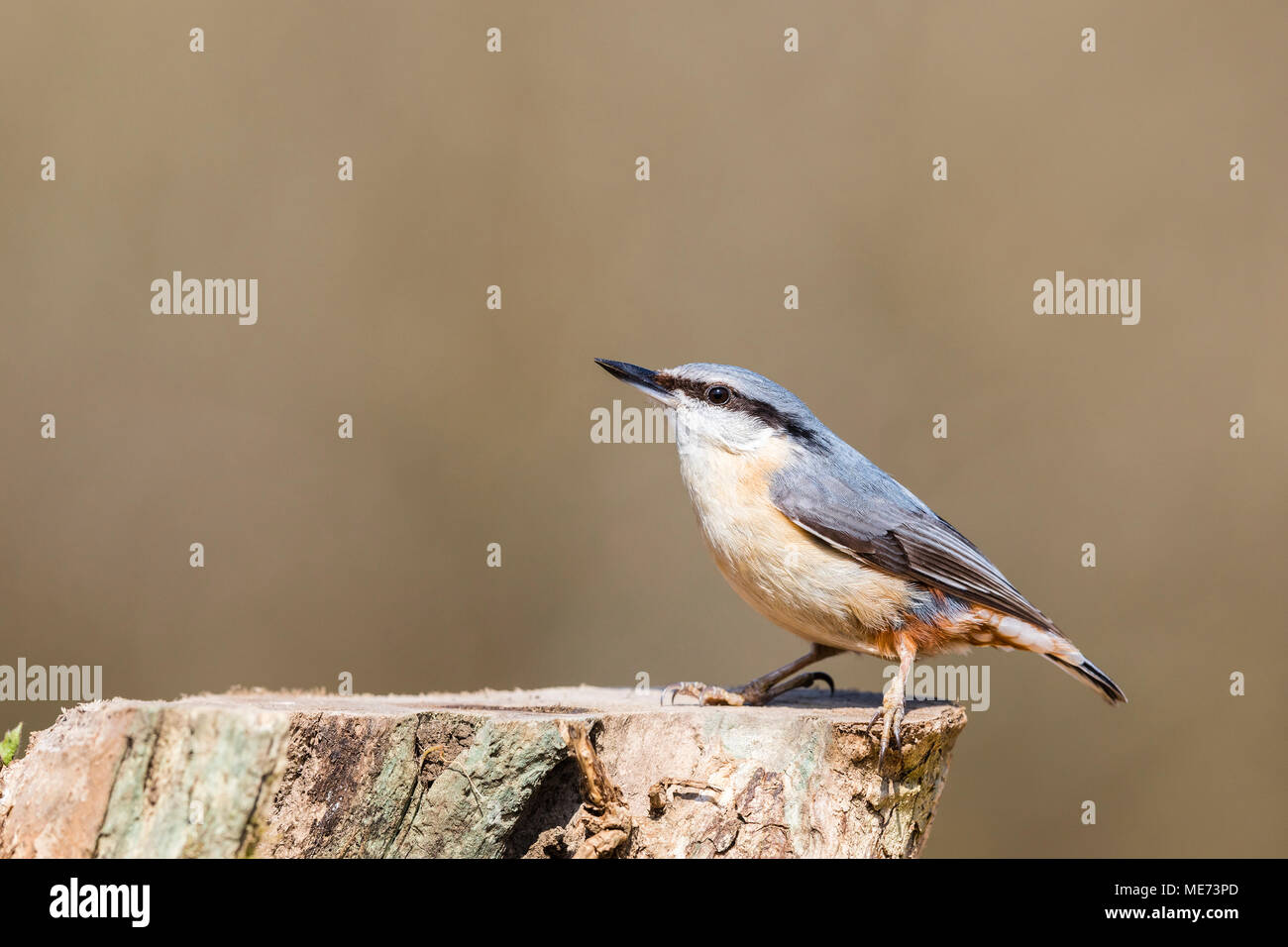 European nuthatch foraging in mid Wales woodlands Stock Photo