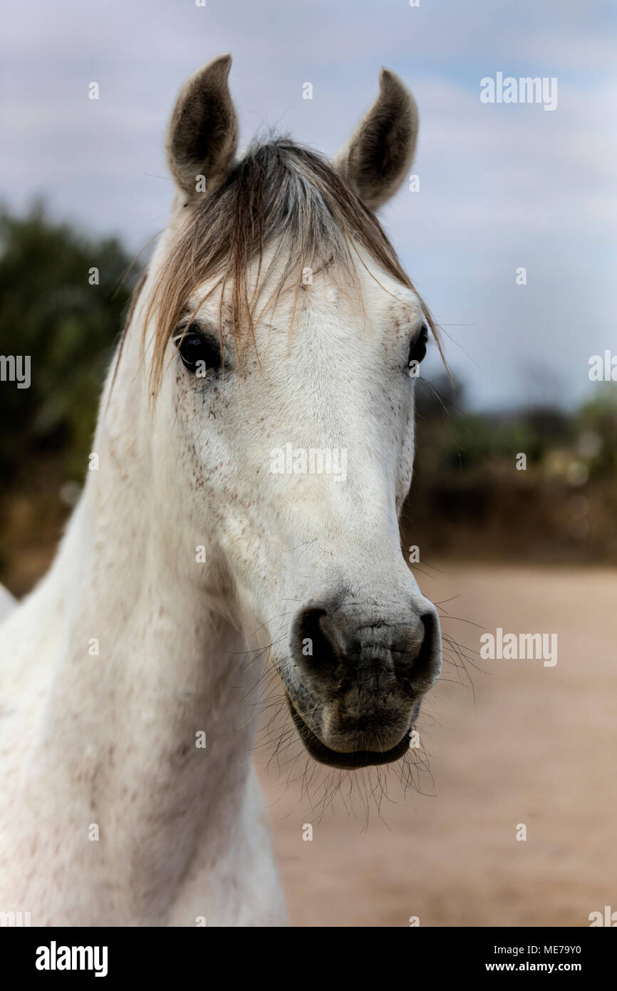 A LUSITANO horse at the Granja Las Animas Ranch - San MIguel de Allende Mexico Stock Photo