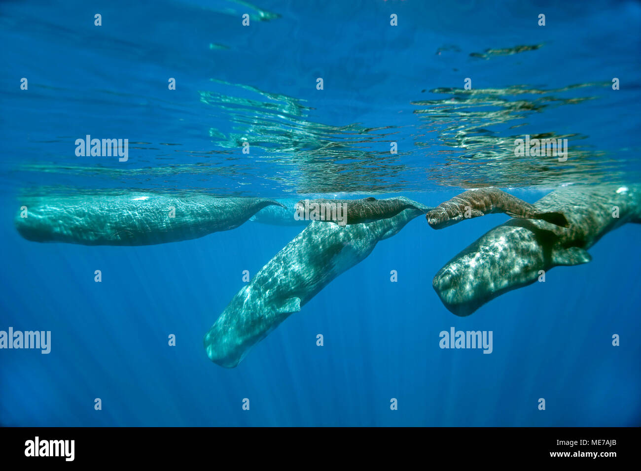 Sperm Whales (Physeter macrocephalus), adults with calfs, Pico Island, Azores, Portugal Stock Photo
