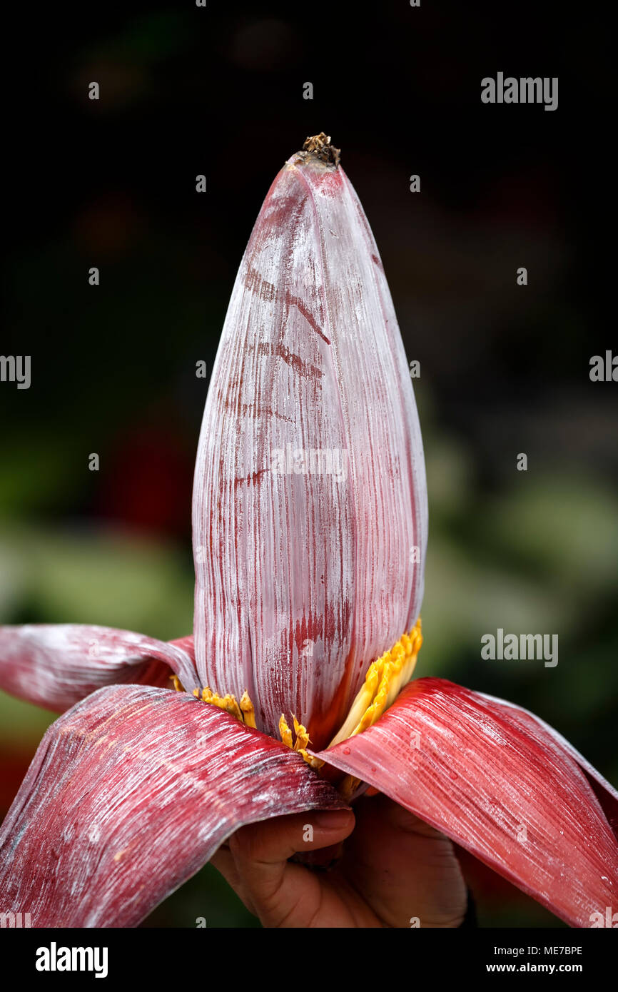Banana flower, market, Hoi An, Vietnam Stock Photo Alamy