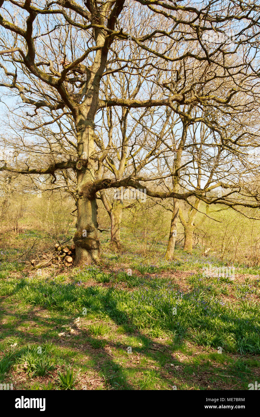 An image, taken on a spring day, capturing the shadows from a tree In Launde Wood, Leicestershire, England, Uk Stock Photo
