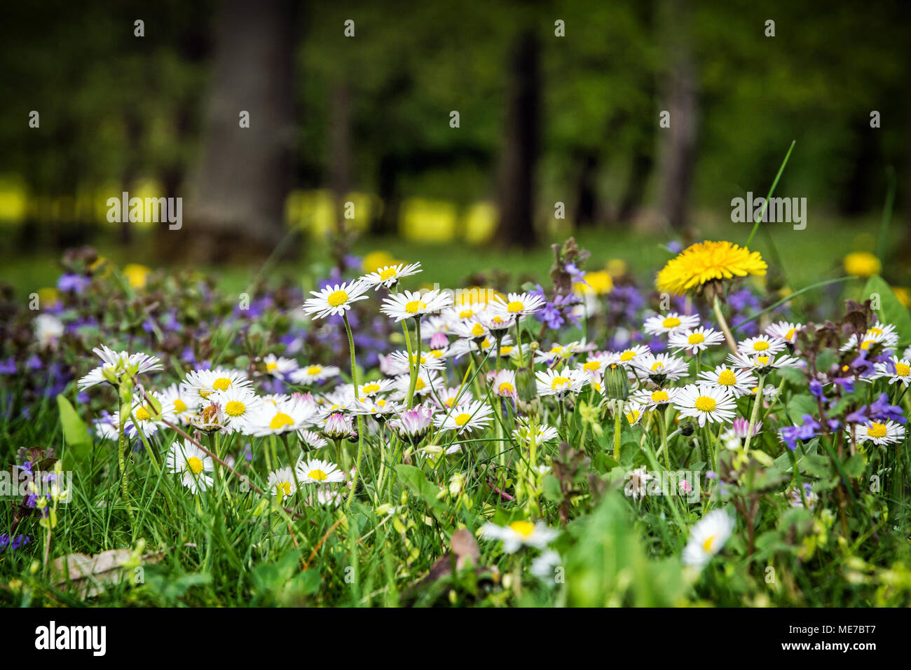 Ox-eye daisies and yellow dandelions in the spring meadow. Seasonal natural scene. Stock Photo