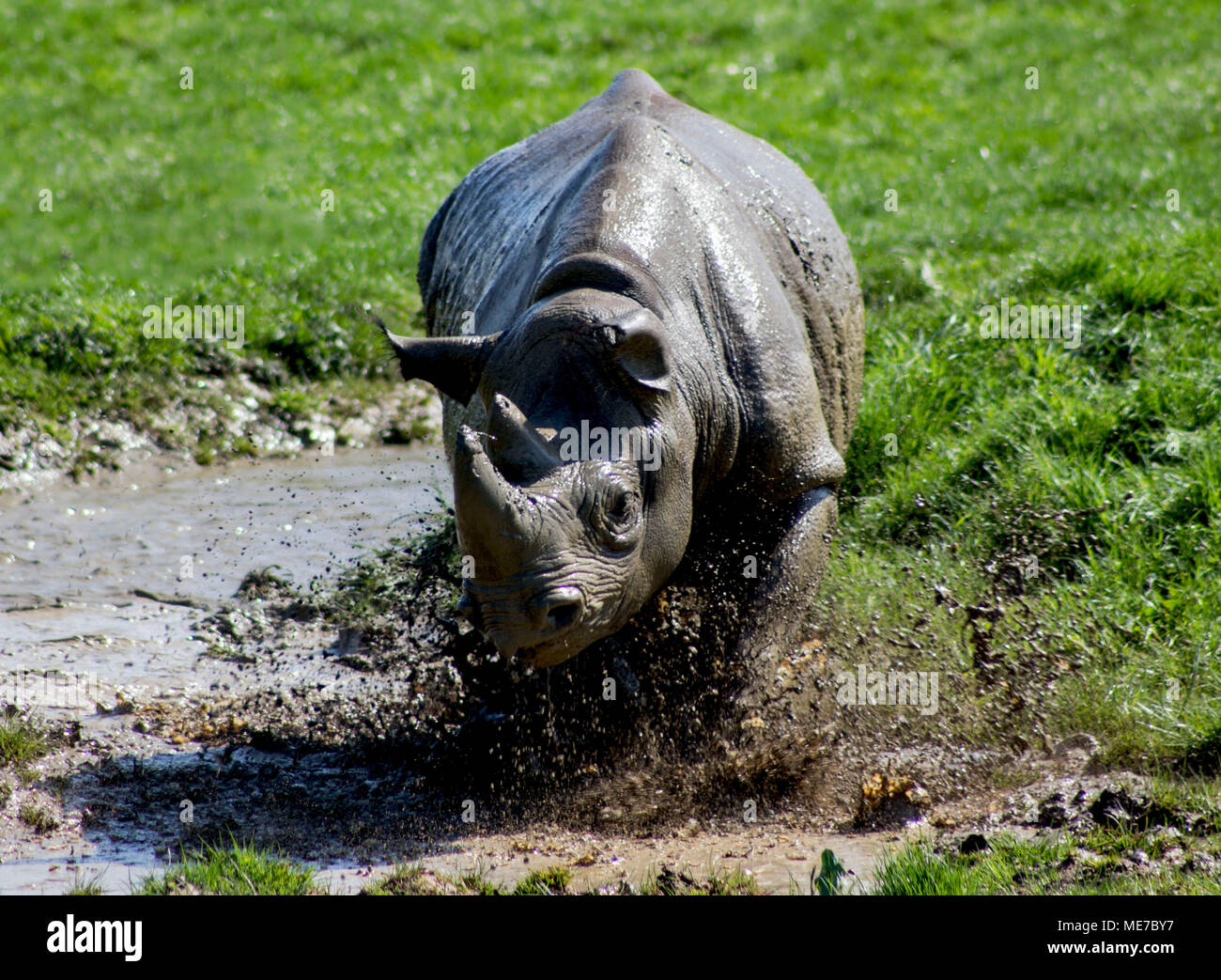 Black Rhinoceros Walking through a muddy puddle Stock Photo