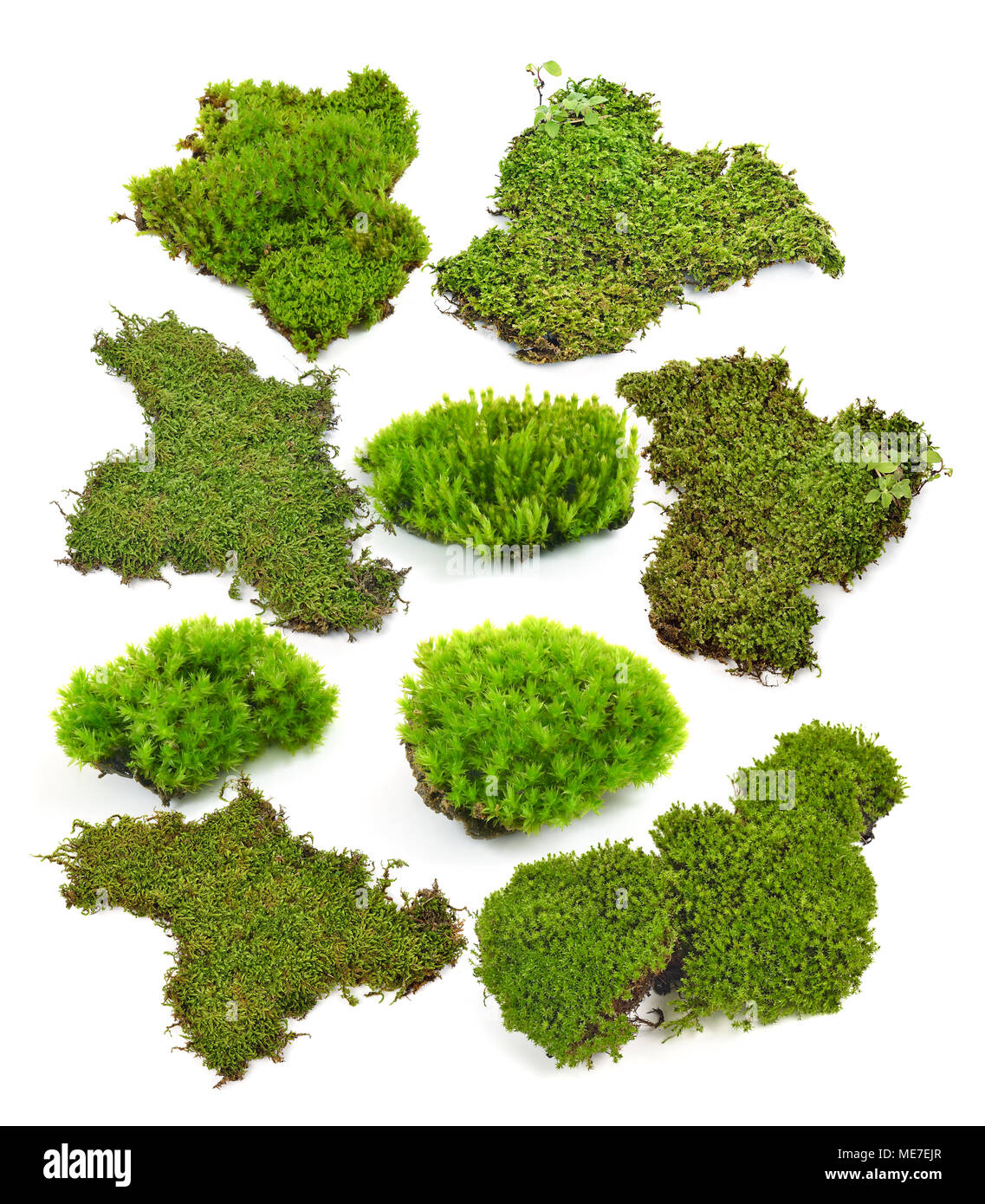 Green moss isolated on white bakground Stock Photo Alamy