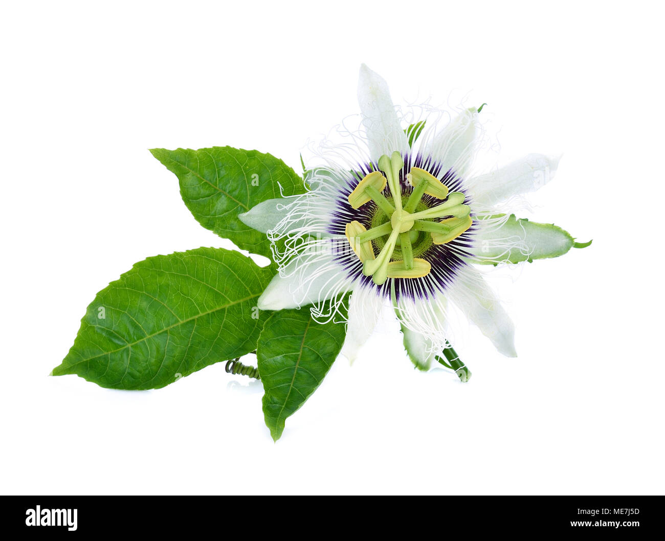 passion flower isolated on white background Stock Photo Alamy