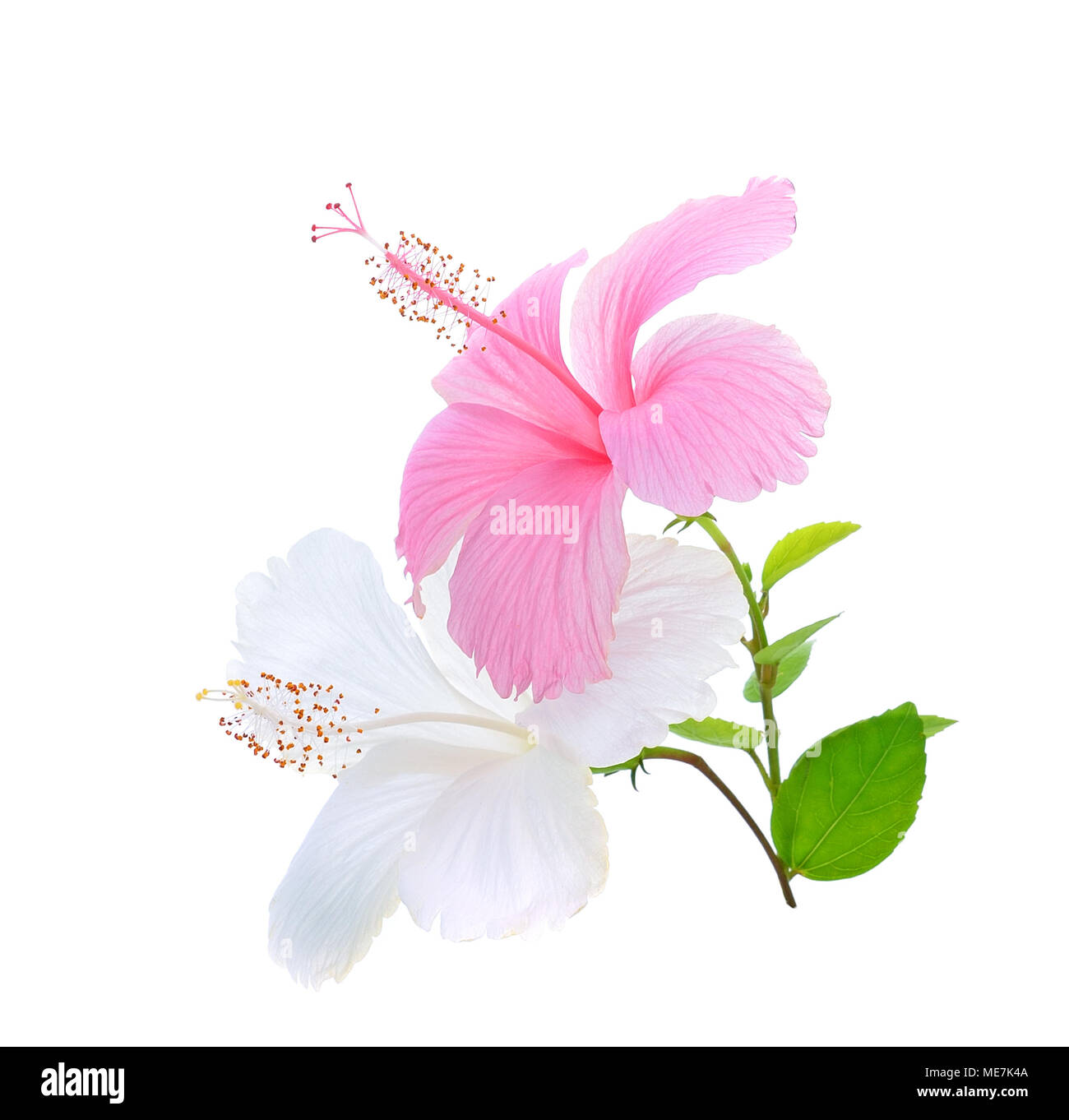 St. Louis Cardinals Pink White Hibiscus Misty Rose Background 3D