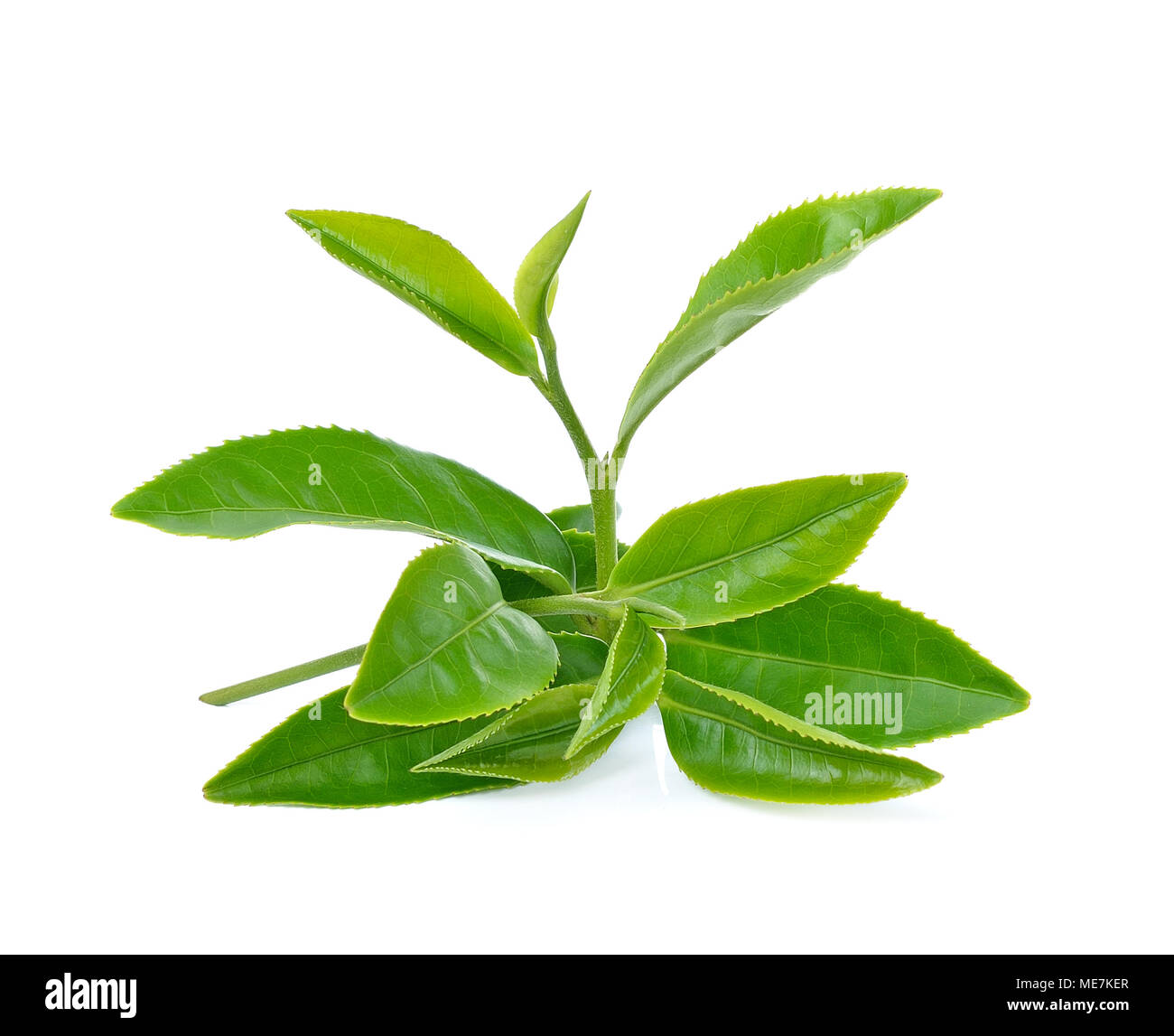 Green tea leaf isolated on white background Stock Photo Alamy