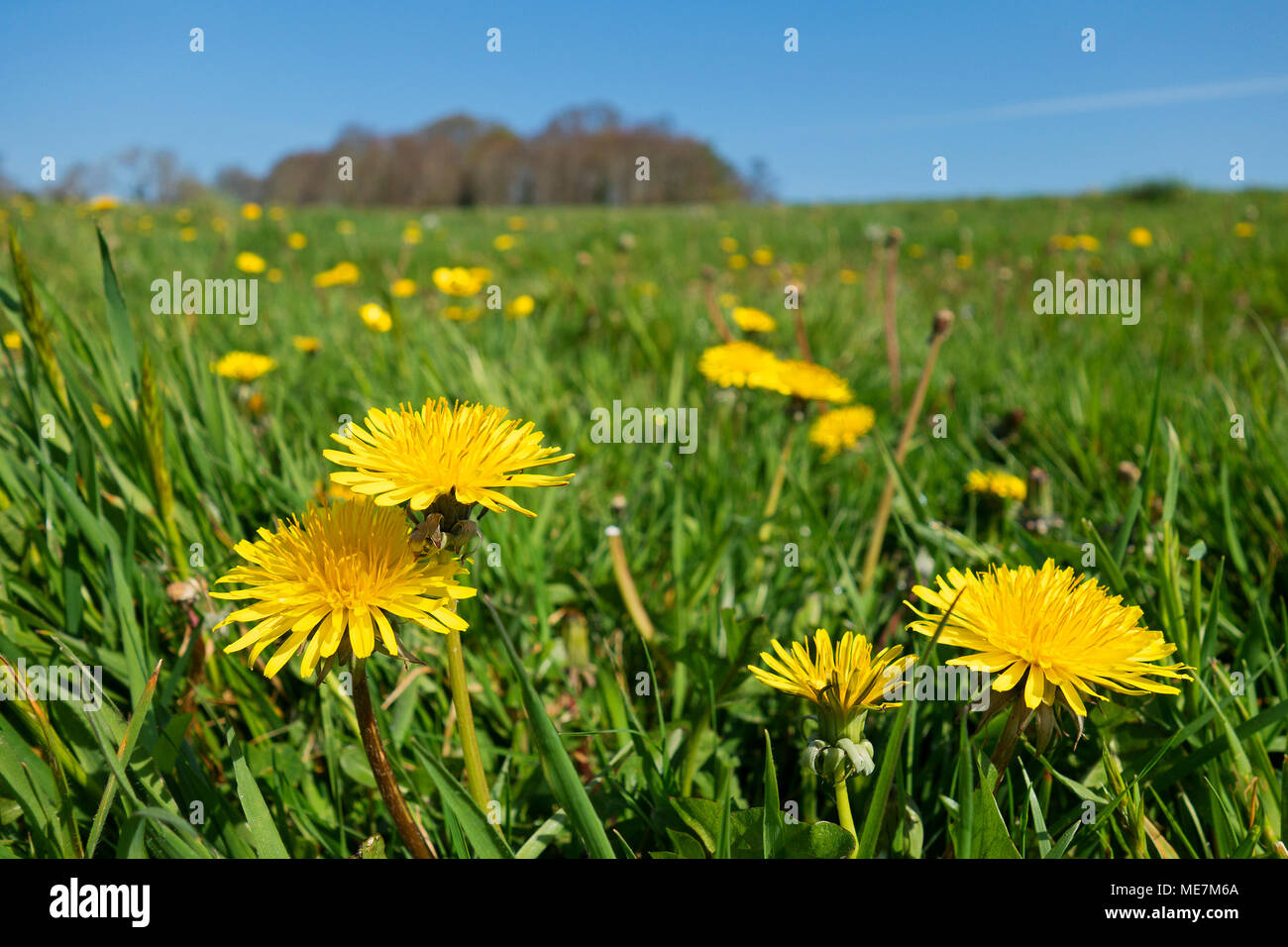 dandelion, dandelions flower, flowers, field, meadow, spring, summer, england, uk, Stock Photo