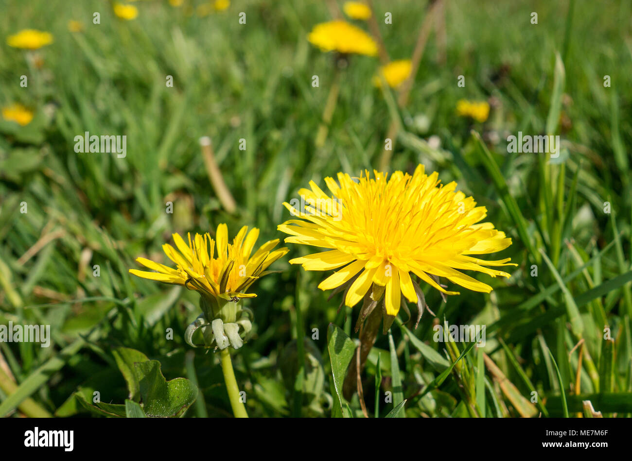 dandelion, dandelions flower, flowers, field, meadow, spring, summer, england, uk, Stock Photo