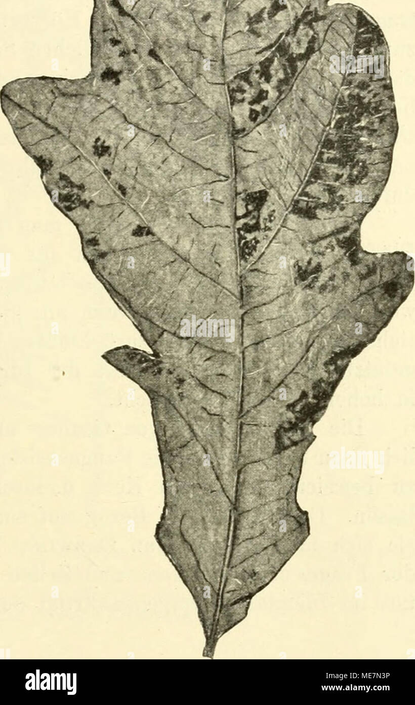 . Die mutationstheorie. Versuche und beobachtungen über die entstehung von arten im pflanzenreich . Fig. 156. Quercus ses.tiUllora albouariegata, eine Handelsvarietät. Auf dem gelblichvvei.ssen Grunde sind in unvegehnässiger Weise grüne Feldchen zerstreut. ^ Francis Galton, A theory of heredity. 1875. Stock Photo