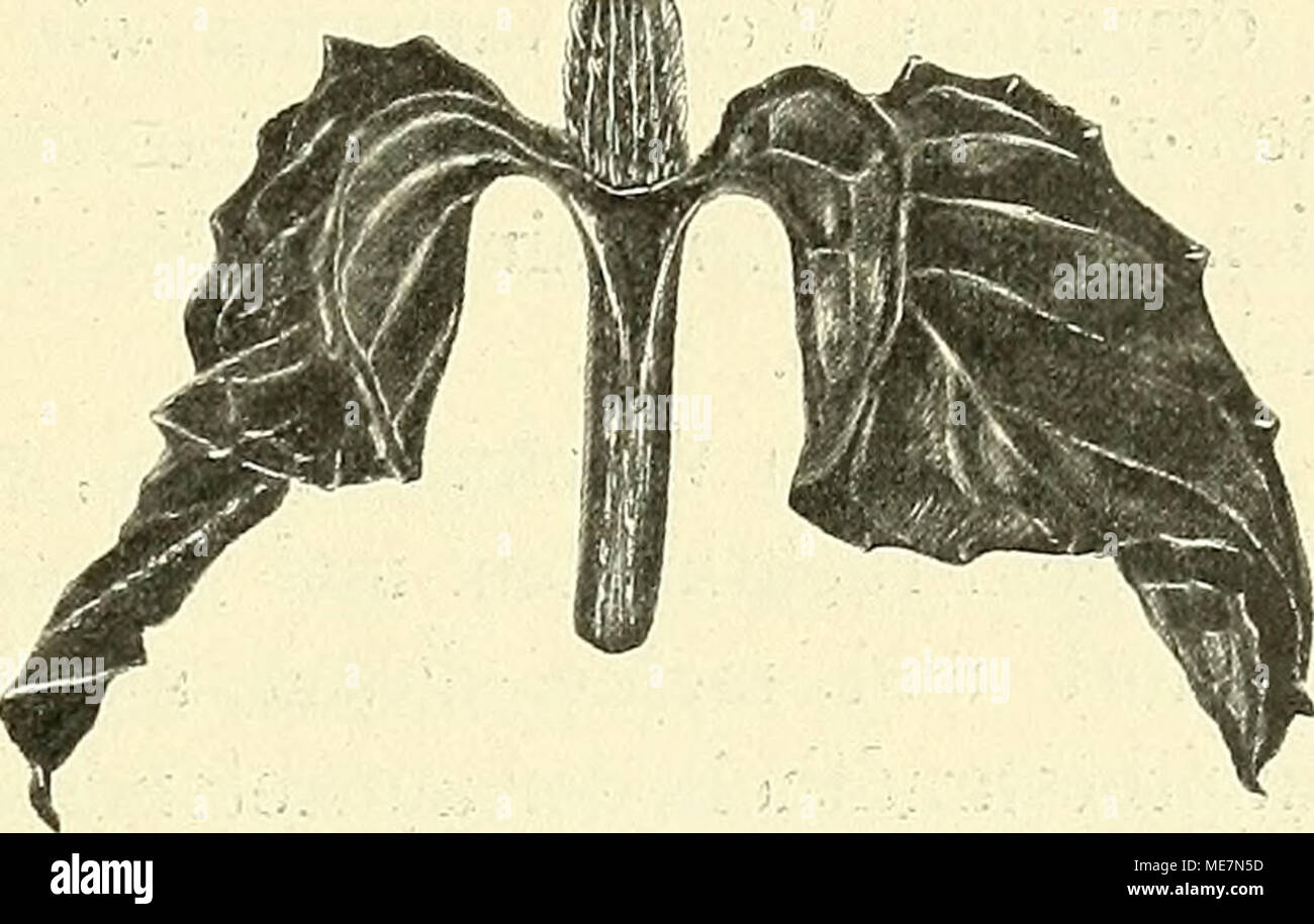 . Die mutationstheorie. Versuche und beobachtungen über die entstehung von arten im pflanzenreich . 1 Ueber die Erblichkeit von Monstrositäten vergleiche man: JSrfelyke Mon- strositäten , Kruidkundig Jaarboek Dodonaea. 1897. S. 62; Over de erfelykheid van Synfisen, ibid. 1895. S. 129; Sur la periodicite des artomalies dans les plantes monstrueuses, Archiv. Neerl. d. Sc. exactes et nat. Serie II. T. III. S. 371; Ueber die Abhängigkeit der Fasciation vom Alter bei zweijährigen Pflanzen, Botan. Centralbl. Bd. 77. 1899; On Biastrepsis in its relation to eultivation, Annais of Botany. 1899. Vol. XI Stock Photo