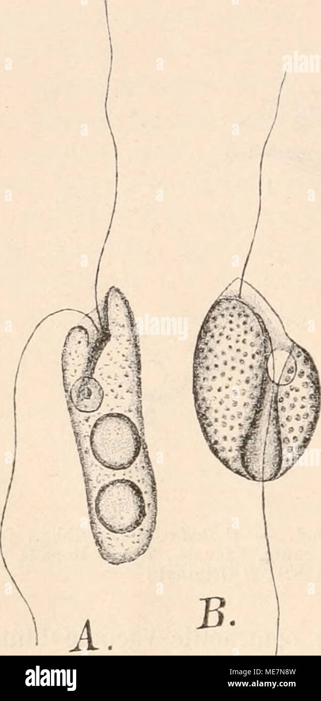 . Die Natürlichen Pflanzenfamilien nebst ihren Gattungen und wichtigeren Arten, insbesondere den Nutzpflanzen, unter Mitwirkung zahlreicher hervorragender Fachgelehrten begründet . Fig. 02. A Phyllomitus amylophagus Klebs (1500/1) mit zwei verschluck- ten Stärkekörnern.— B Colponema loxodes Stein (1000/1). — C Rhyn- chomonas nasuta (Stokes) Klebs (2000)1). (A—C nach Klebs (1802).) verschmälernde Furche, deren Bänder wulstartig hervortreten Stock Photo
