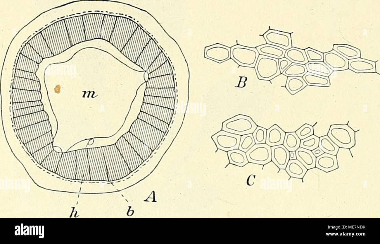 . Die mutationstheorie. Versuche und beobachtungen über die entstehung