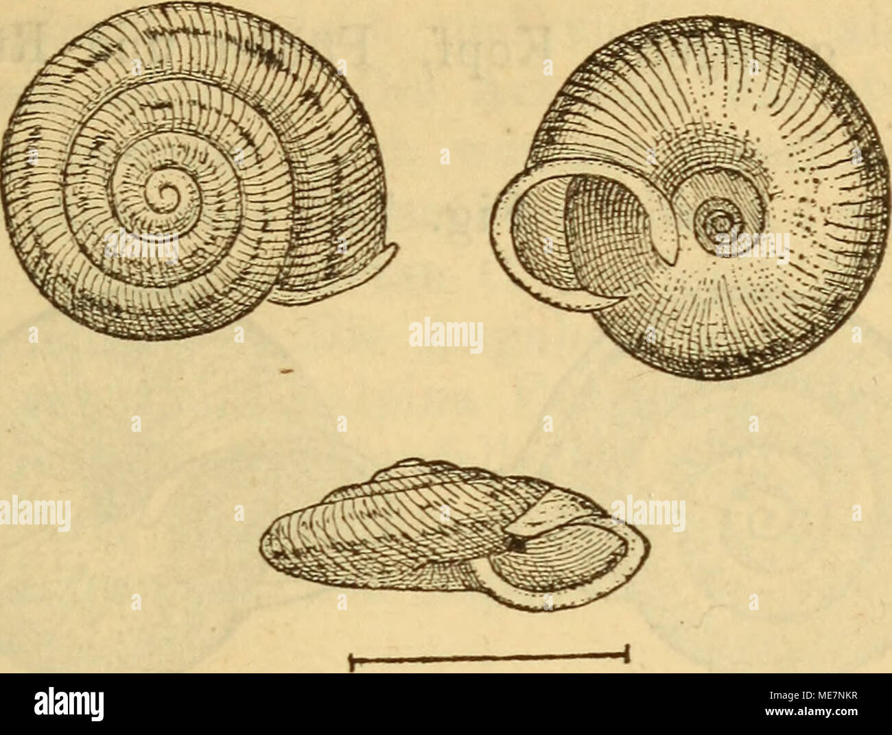 . Die MolluskenFauna Mitteleuropa's . Gehäuse offen und weit, fast