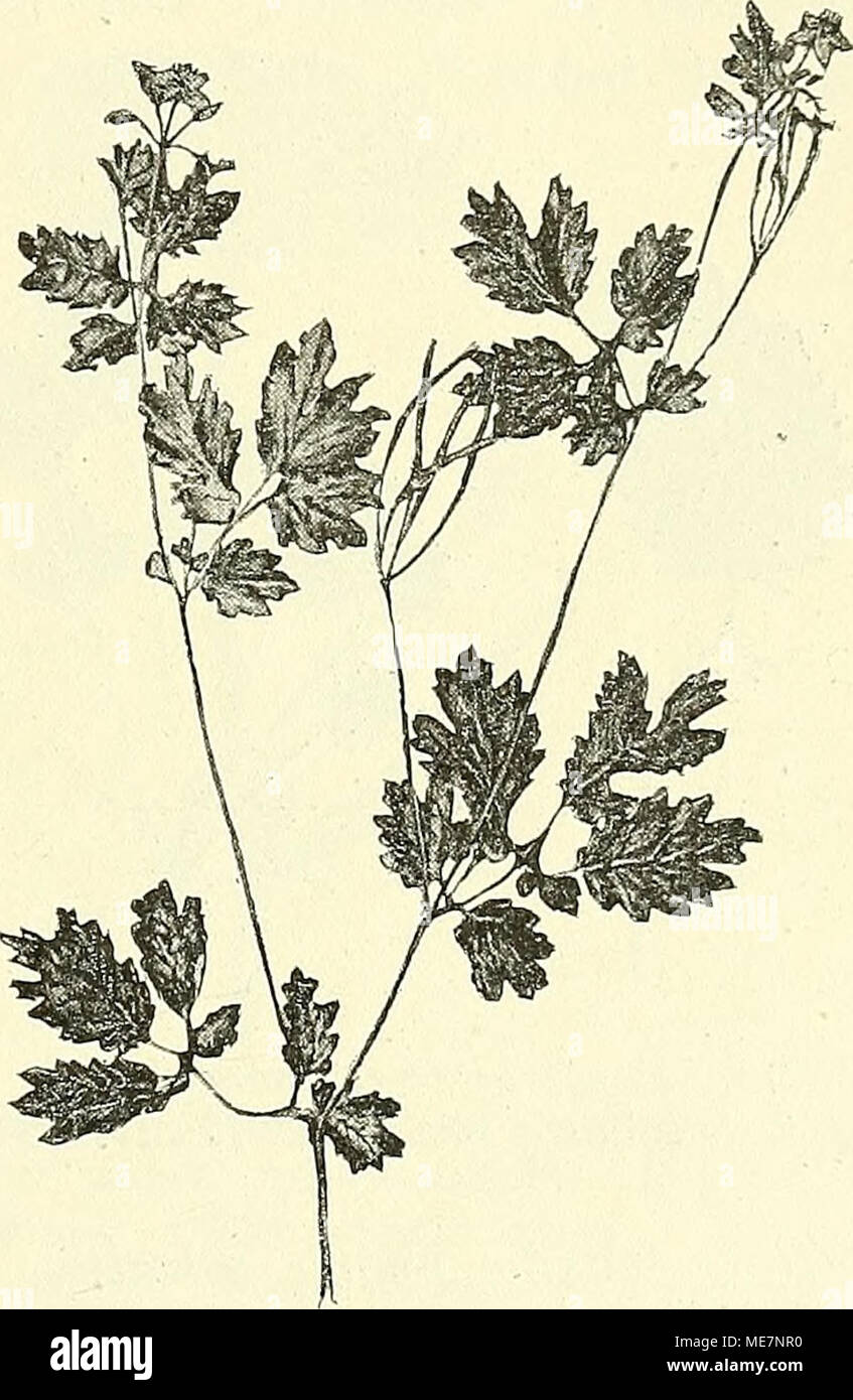 Albizia chinensis – Lakpura®, image size:847x1390