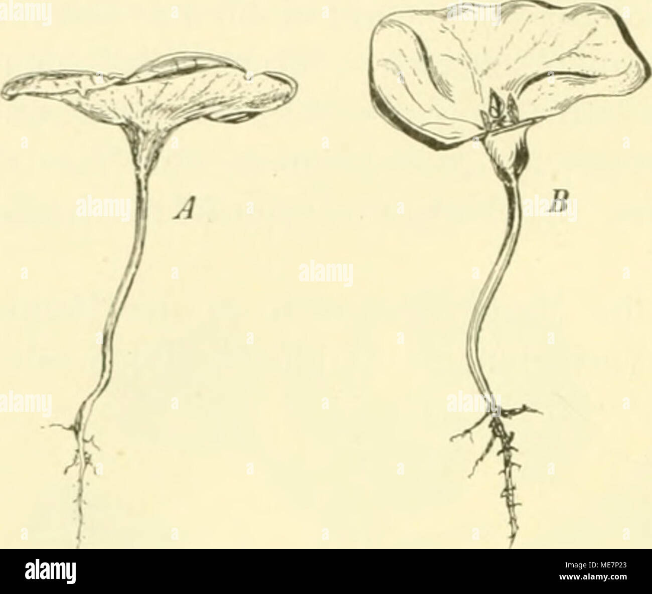 . Die mutationstheorie. Versuche und beobachtungen über die entstehung von arten im pflanzenreich . Fig. 56. Raphamis Raphanistrum. Ein teller- förmig erweiterter Cotylbecher, A von der Seite, B derselbe schief von oben gesehen und die Plumula zeigend. Stock Photo