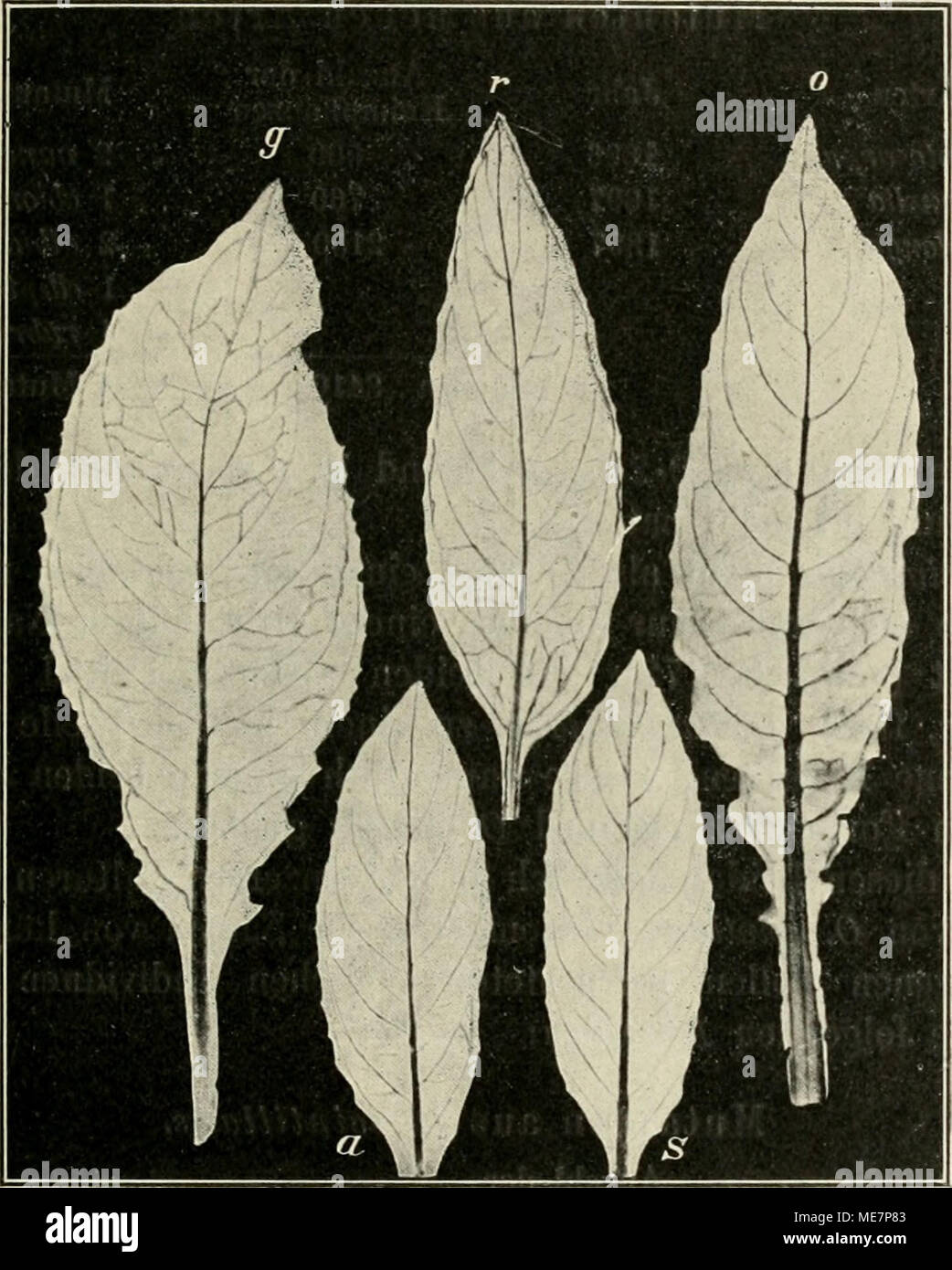 . Die mutationstheorie. Versuche und beobachtungen über die entstehung von arten im pflanzenreich . Fig. 54. Stengelblätter blühender Pflanzen von g Oenothera gigas, r O. rubrinervis, 0 O. oblonga, a O, albida, s O. scintillans. Im Allgemeinen zeigten sich die neuen Arten viel weniger mu- tabel, als die ursprüngliche 0. Lamarckiana, aus der sie hervorgegangen sind. Doch giebt es auch gerade sehr stark mutable Formen unter ihnen, wie z. B. 0. scintillans. Bei Kreuzungen erhält sich die Mutabilität und wo aus Kreu- zungen die ursprüngliche Form, 0. Lamarckiana, hervorgeht, scheint sie solches mi Stock Photo