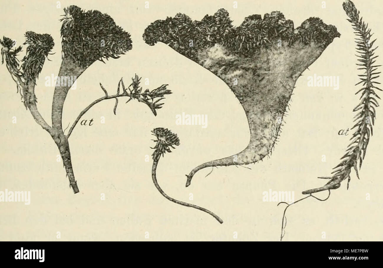 . Die mutationstheorie. Versuche und beobachtungen über die entstehung