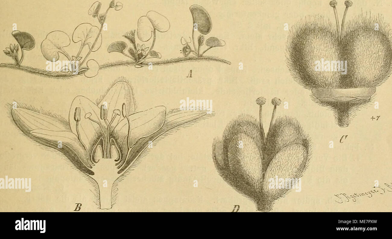 . Die Natürlichen Pflanzenfamilien : nebst ihren Gattungen und wichtigeren Arten, insbesondere den Nutzpflanzen . Fig. 5. A, C Bicitondra argentea Willd. A blühender Zweig; C Fr. mit verwachsenen Hälften.— B, D D. repens Forst. Ji längs durchschnittene Bl.; D Fr., vom Kelche umhüllt. (B nach Baillon; sonst Original.) Frkn. stehend, fädlich, mit kopfigen X. Kapseln meist 2, 1—2samig, nicht oder unregel- mäßig 2klappig aufspringend. S. kugelig, kahl. — Kleine, niederliegende od. kriechende und an den Knoten wurzelnde, kahle oder seidig behaarte Kräuter, mit rundlichen oder nierenförmigen, gestie Stock Photo