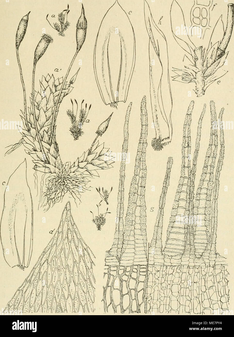 . Die Musci der Flora von Buitenzorg : zugleich Laubmoosflora von Java . Actinodontium ascendens Sch^vgr. «. Habitusbild (natiiil. Grösse), ä^ desgl. 1. ^.Blutenstand',&quot;. /.Spaltöffnung^. b. Habitusbild der/, brachyphyllum Fisch. g. Peristom dorsal ucd ventral gesehen -. (natüi-1. Grösse). h. Blatt von A. rhapJiidostegicm Lac. »/ c. Blätter -,&quot;. d. Blattspitze ^. mit Brutkür; erbildung. 12—15 lu. breit und 6—7 mal so laug, rhomboidisch spitz, Stock Photo