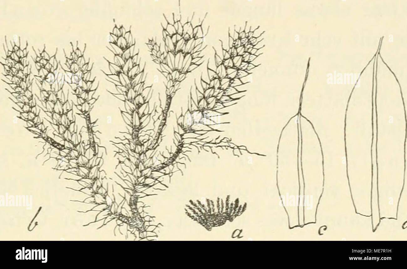 . Die Musci der Flora von Buitenzorg : zugleich Laubmoosflora von Java . Vc/ Bryum garutense Fl. a. Rabitusbild (nat. Grösse); b. Desgl. t. c. Stengelblatt ll  d. Schopfblatt ^. 269. Bryum Jung:bubniaiiuni Hpe., Bryol. jav., I, p. 146, T. 119 (1860). Synonyme: Bryum coronatum var. /3 minus Hpe., in Sched. Jüngh. Bryum pachytheca Dz. et Mb. (non Müll.), in PI. Jüngh., I, p. 323 (1854). Zweihäusig. Gemischtrasig, cf Pflanzen ähnlich, Blüten Stock Photo