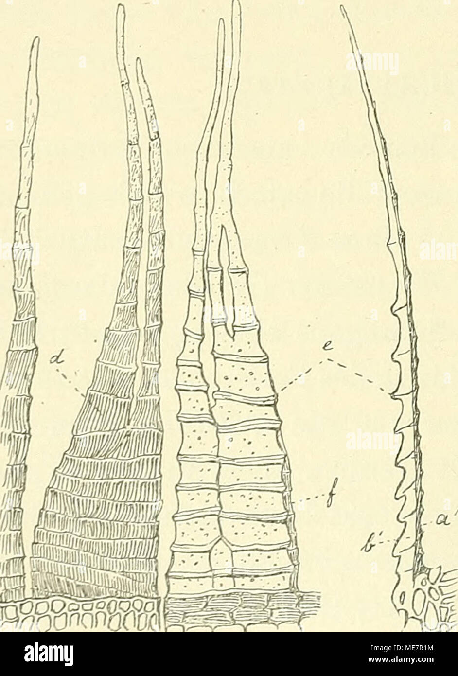 . Die Musci der Flora von Buitenzorg : zugleich Laubmoosflora von Java . ^J liehe, oft papillöse Schenkel ge- genähert und bisweilen ^ . ^ teilt, Typisches Dicranum-Peristom -f&quot; sehe- t t» • • • i • matisch dargestellt, a. Die gefärbte, dünnere, ^U der BaSlS ZU Cmcm niedri- mit grubigen Längsstreifen (^} versehene Aussen- ^^^ Basalriug VCrSChmolzCn, der oder Dürsalschicht. b. Die farblose, dickere, oft papillöse, mit radiär vortretenden Querlei- aUS gaUZCU Peristomzellcn gcbil- sten (.) versehene Innen- oder Ventralschicht, det ist. AuSSCnSChicht Uieist gru- c. Längsschnitt: «i Dorsalschi Stock Photo