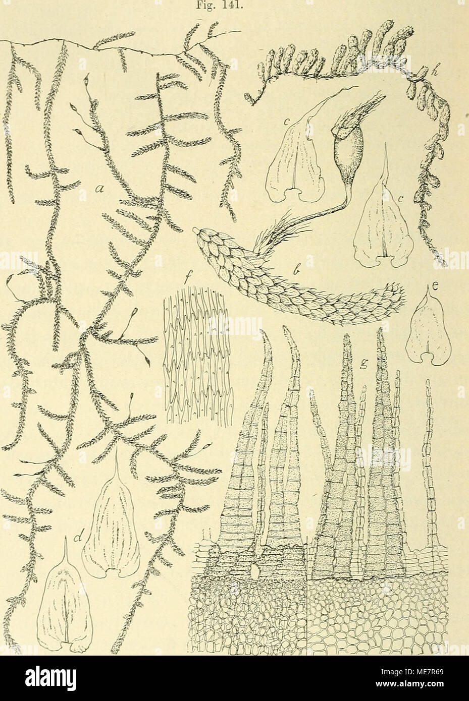 . Die Musci der Flora von Buitenzorg : zugleich Laubmoosflora von Java . Meieuriiim Miquellanum (C. MüLL.). a. Habitusbild (DatüiL Giüsse). e. Fiederblatt. y . b. Fiederast mit Sporogon J. c. Stengelblätter '/• d. Astblätter V- f. BlattzcUen -7-. r/. Peristom dorsal und ventral gesehen ^—. h. Habitusbild eines Stengelstückcs der var. repens Flsch. (natürl. Grösse). Basis und herzförmigem, geflügeltem Grunde rasch in eine lange, Stock Photo