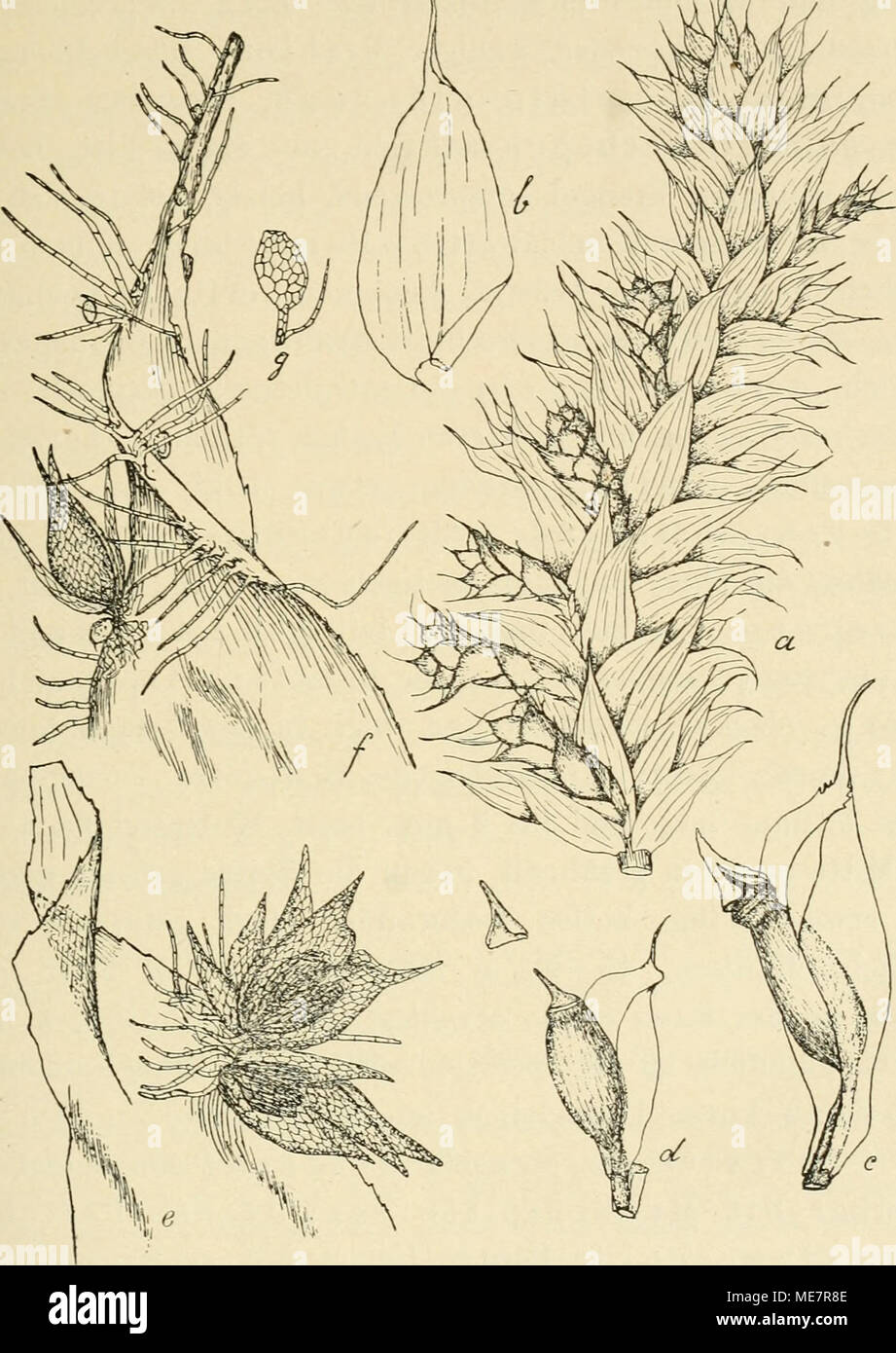 . Die Musci der Flora von Buitenzorg : zugleich Laubmoosflora von Java . Garovaglia splendida Flsch. a. Zweig mit Sporogonen . b. Stengelblatt V- c. Sporogon mit Perichaetialblatt '/. d. Sporogon von G. plicata Endl. e. (f Zwergpflanze von G. plicata Endl. f. Junge (^ Pflanze mit keimenden Sporen von G. splendida und Kolonien der Algengat- tung Trentepohlia ^ . g. Antheridium 1JL2. oberen Seite des Stengels, schlankknospenförmig, Archegonien mit kürzeren Paraphysen und längeren, paraphyseuartigen Stock Photo