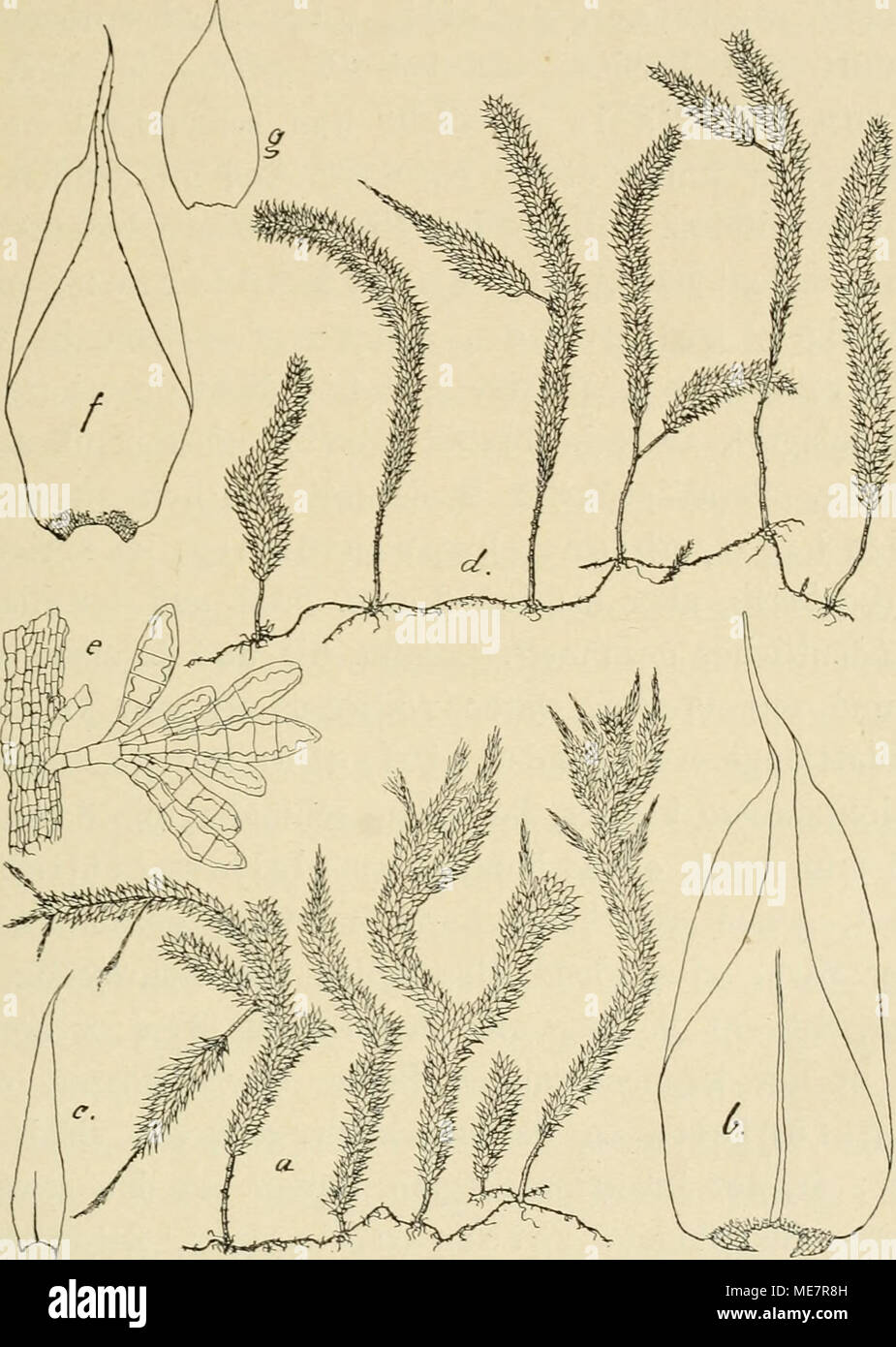. Die Musci der Flora von Buitenzorg : zugleich Laubmoosflora von Java . Pterobriiopsis crassicaulis (C. Müll.) und Pterobnjopsis gedehensis FLScn. a. Habitusbild (natüil. Grösse). e. Stengelbürtige Brutkörper -7-. b. Stengelblatt V- /• Stcngelblatt '/• c. Niederblatt des sec. Stengels Y- 9- Niederblatt '/. d. Habitusbild von P gedehensis (uatürl. Grösse). blätter, aber die pfriemliche Spitze deutlich gezähnelt, ferner die ßaudzellen verlängert, rechteckig und einen deutlichen Saum Stock Photo