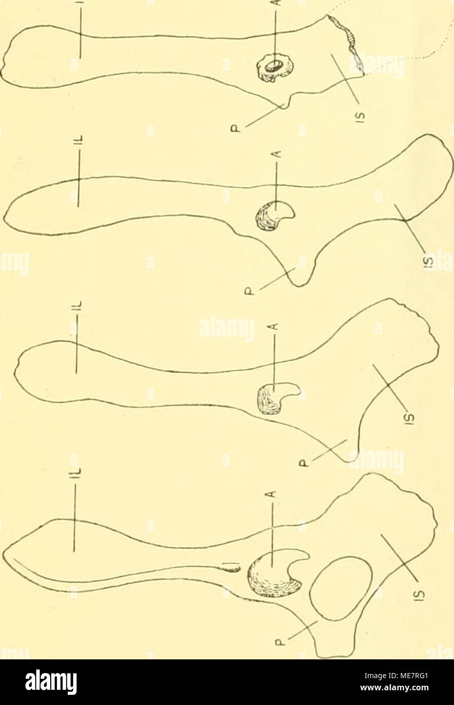 Die Morphologie Der Ha Ftbeinrudimente Der Cetaceen Bo E 60 So E R I X Tr O E S A Ai O C A A D 2