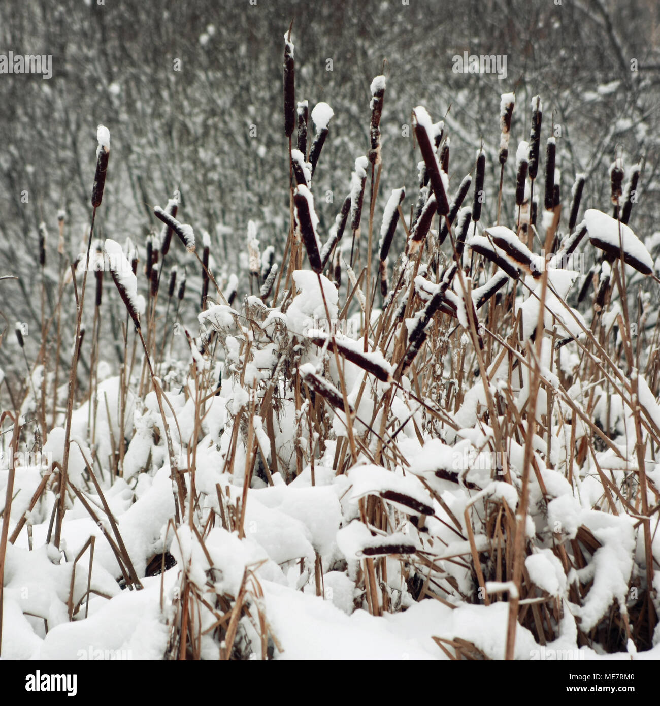 Зимняя засуха. Камыши в снегу. Снег поле. Тростник зимой. Зарастает на зиму.