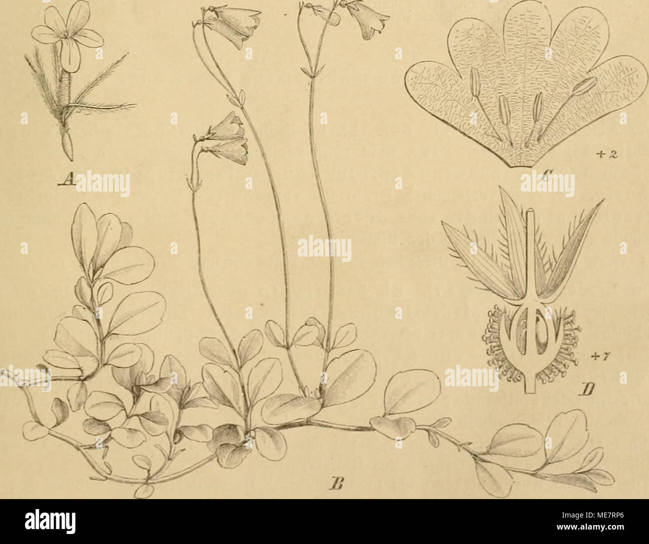 1 linnaea borealis hires stock photography and images Alamy